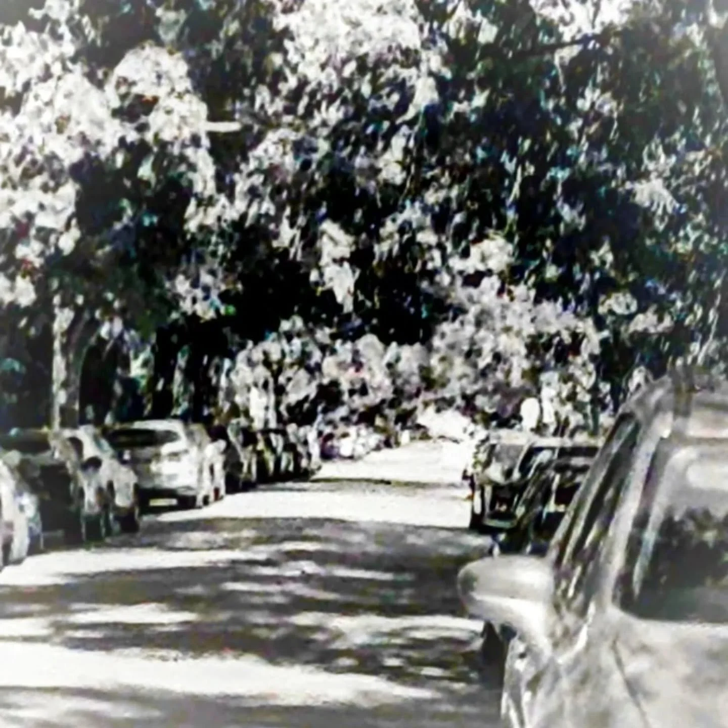 A shady fall street, I love the shadow