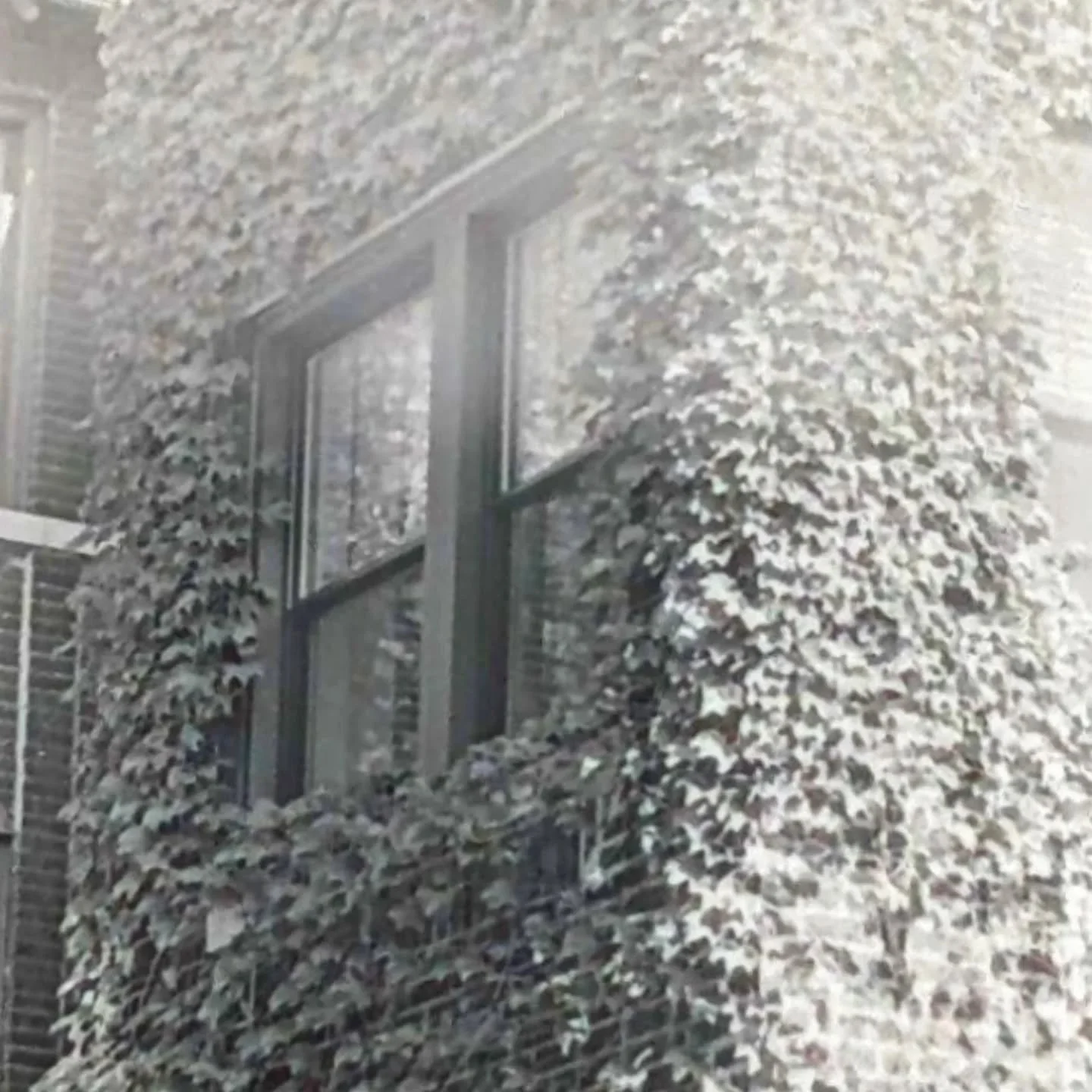 I loved the vines but still getting light leaks
35mm
Kentmere 200