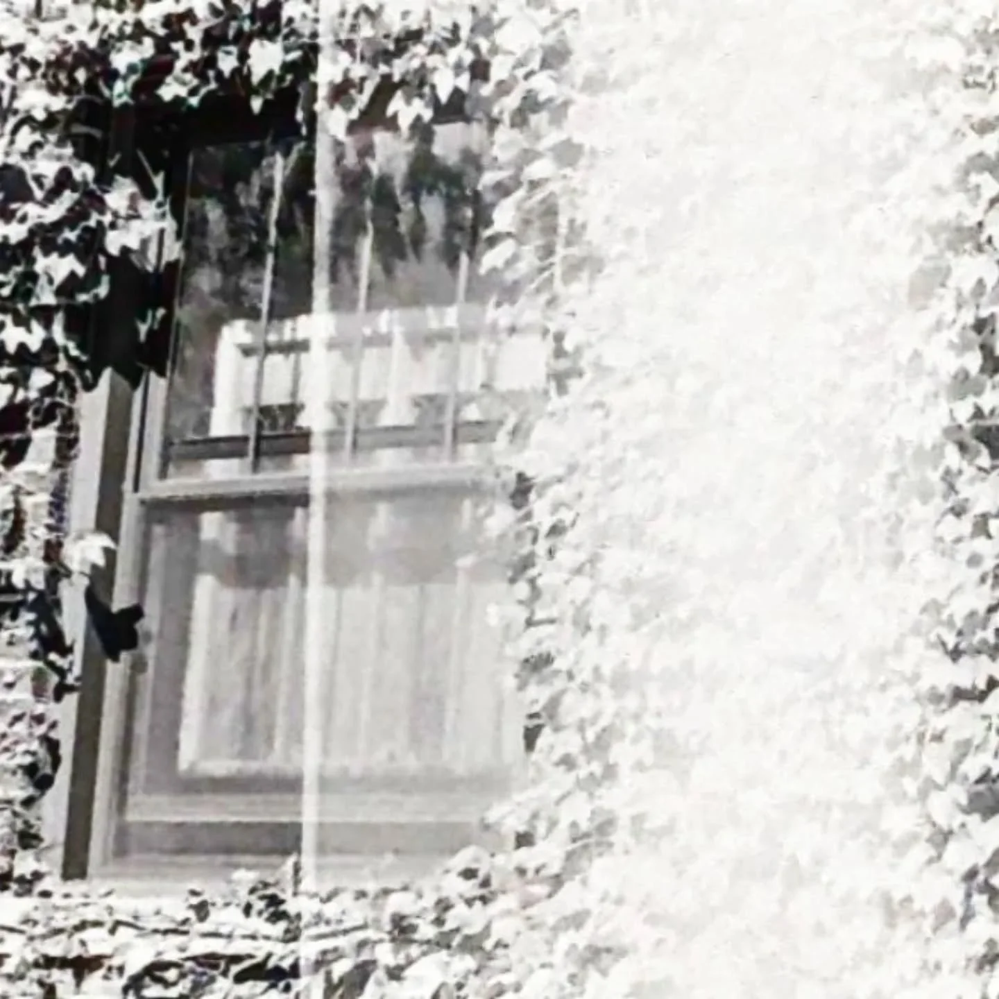 Window and vines and a weird light leak, hmmm 
35mm
Kentmere 200