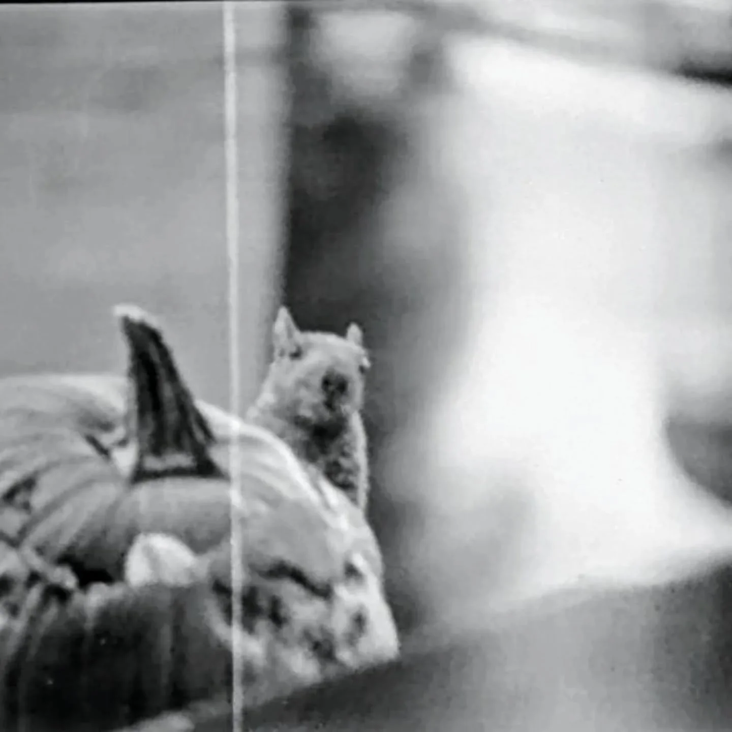 The squirrel that ate my jack o lantern
35mm
Kentmere 200