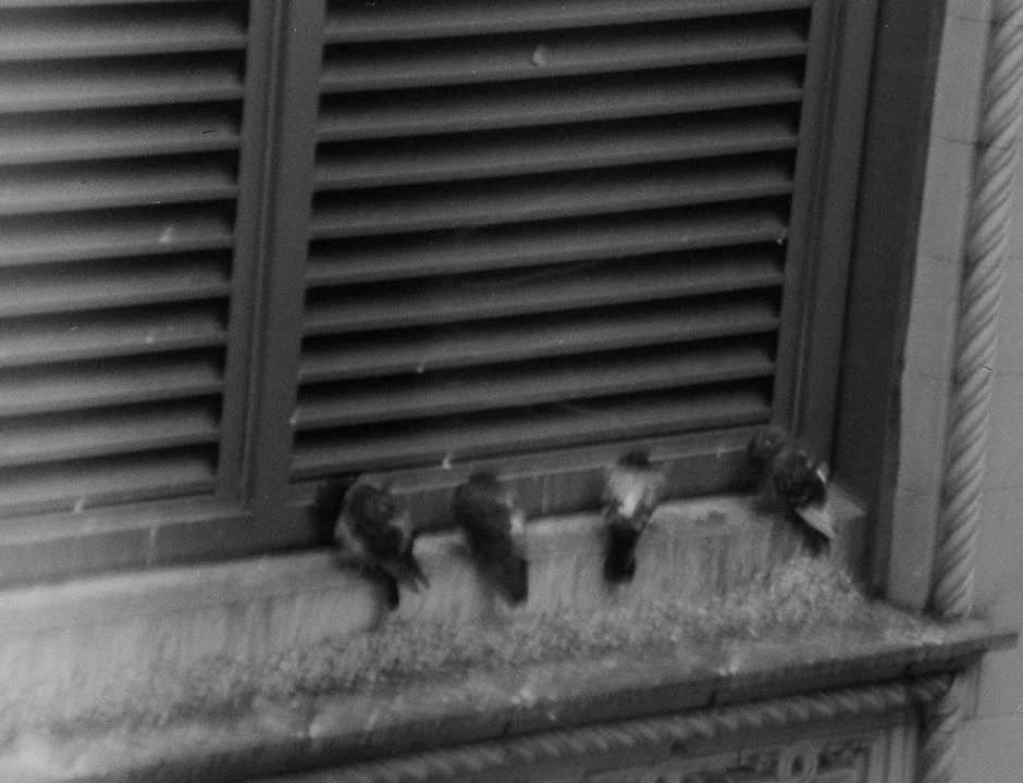 pigeons on ledge.jpg