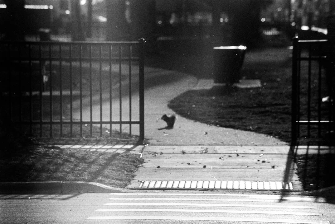 SQUIRREL.jpg