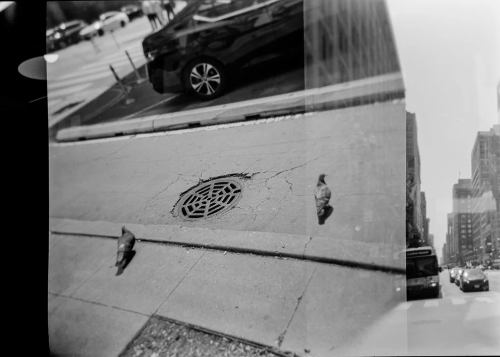 jaywalking pigeons.jpg