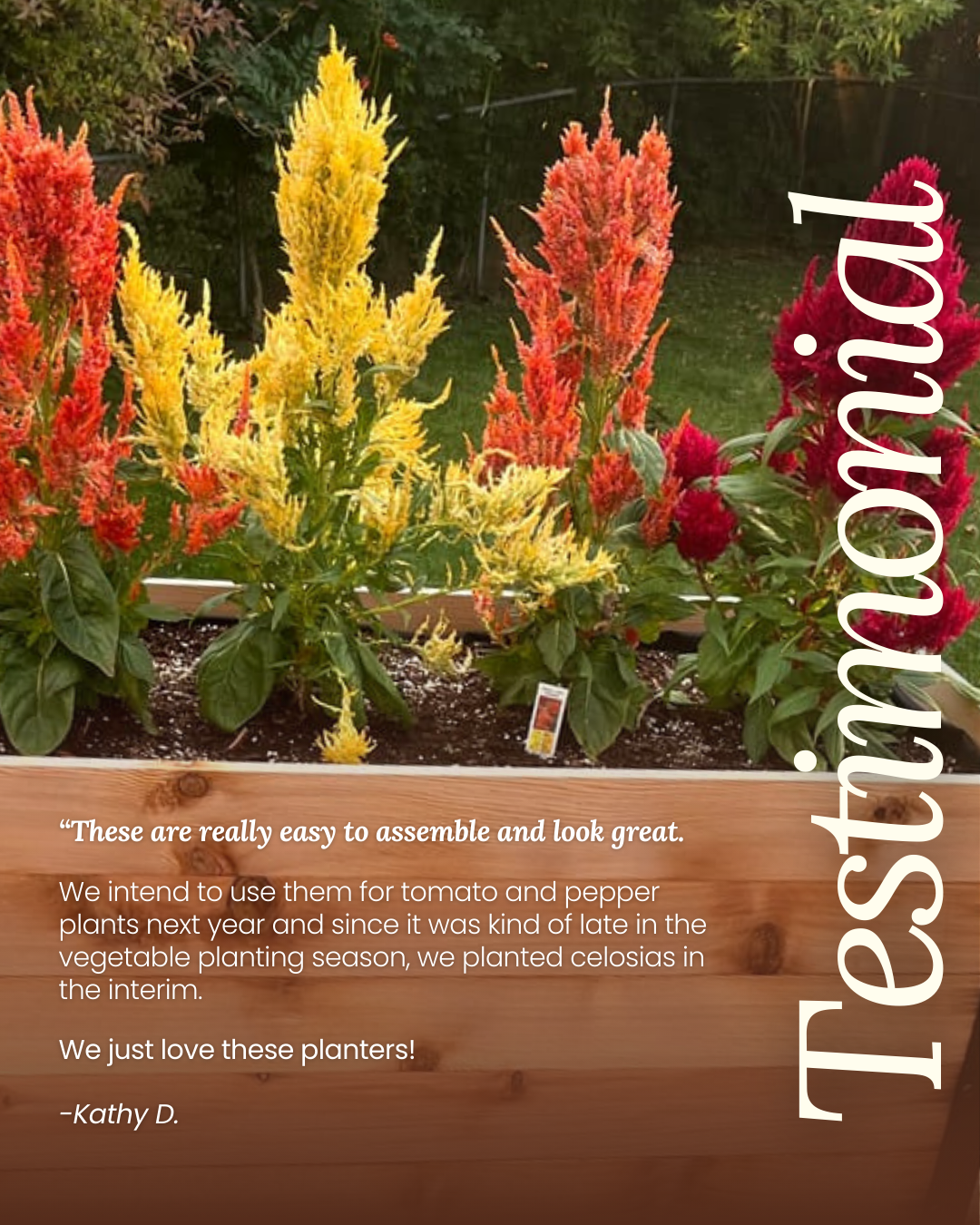 Colorful celosia plants in a wooden planter, with yellow, orange, and red flowers, and a garden background.
