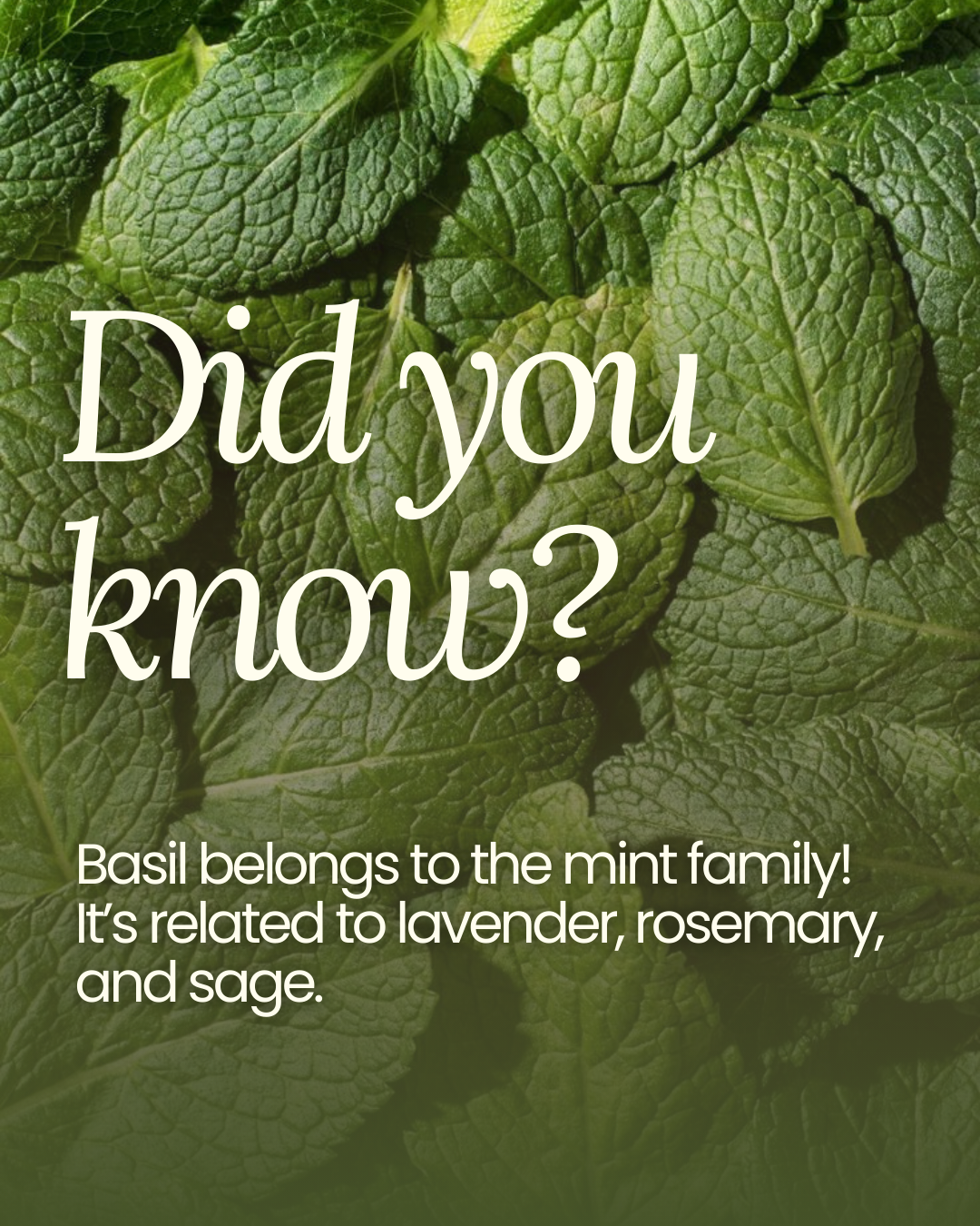 Close-up of fresh mint leaves with text overlay asking if you knew it's basil, which belongs to the mint family and related to lavender, rosemary, and sage.