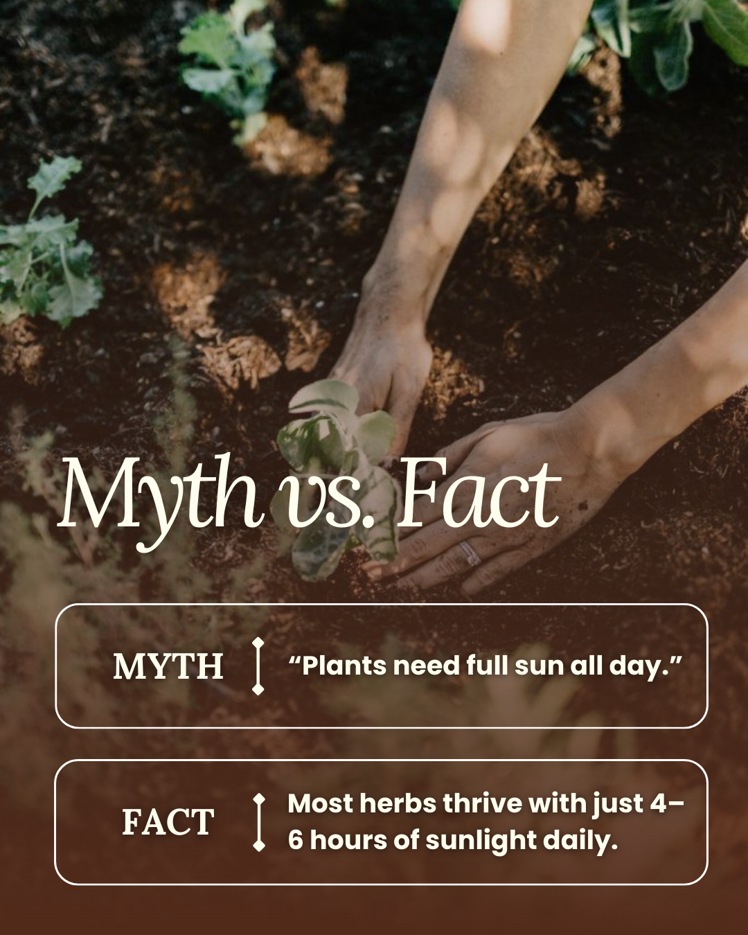 Close-up of hands planting a seedling in soil, with the text 'Myth vs. Fact' and information about sunlight requirements for plants and herbs.