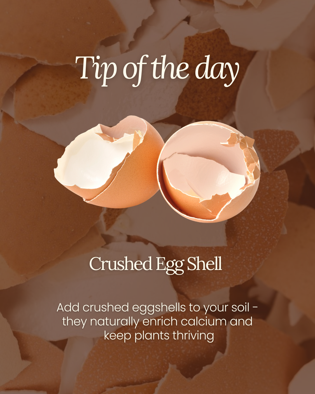 Close-up of crushed eggshells with text overlay promoting their use as fertiliser to enrich calcium in soil and support plant growth.