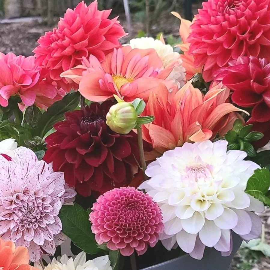 A colorful assortment of various types of dahlias, displaying blooms in shades of pink, red, white, and peach, with lush green leaves in the background.