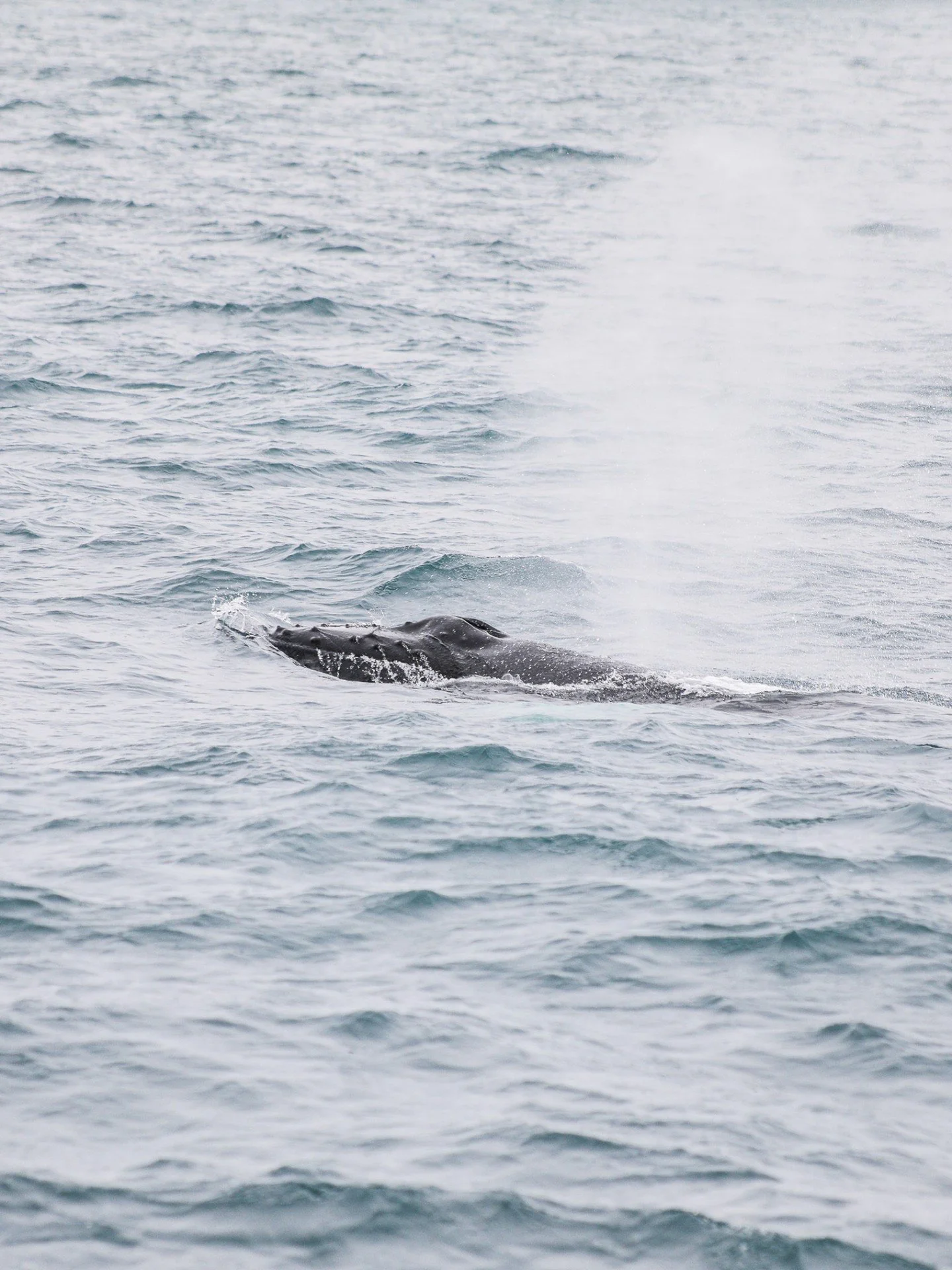Humpback whales are our most regular visitors and just yesterday we had three humpback whales on our tour! 🐋🐋🐋

Every day in Skj&aacute;lfandi Bay is different and that&rsquo;s exactly what makes it so special. You never know what (or how many!) w