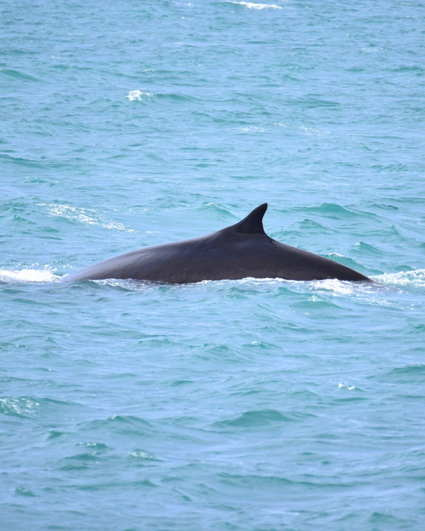 One of our special sightings from the past few weeks - Fin whale 🐋💙 Even after countless tours, moments like this still feel just as exciting as the first time.

The second-largest animal on Earth, right after the blue whale, and one of the fastest