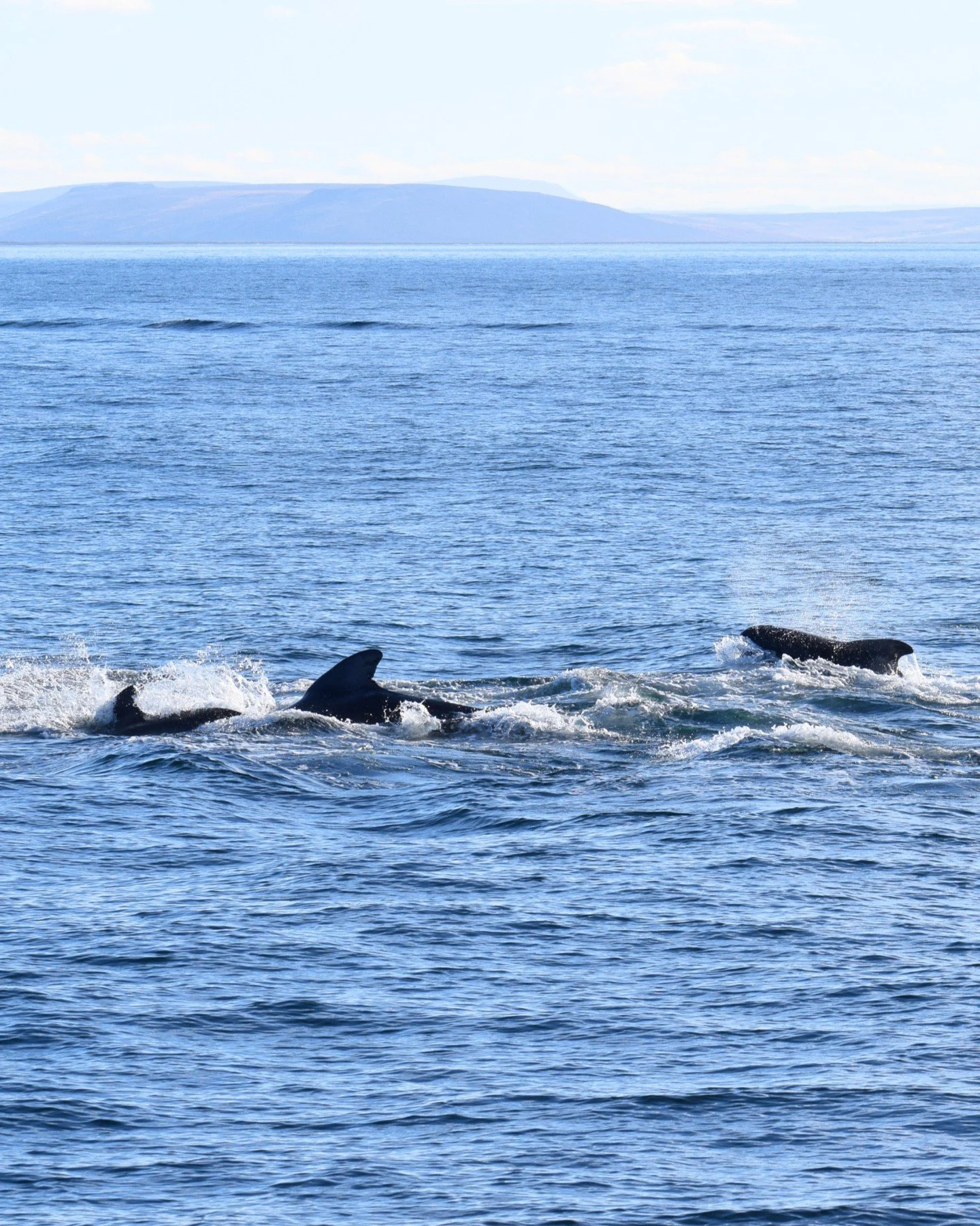 In the past few weeks, we&rsquo;ve had something truly extraordinary - around 100 pilot whales spotted in Skj&aacute;lfandi Bay! 🐳🖤

Pilot whales have been known for traveling in large family groups, surfacing together and moving gracefully through