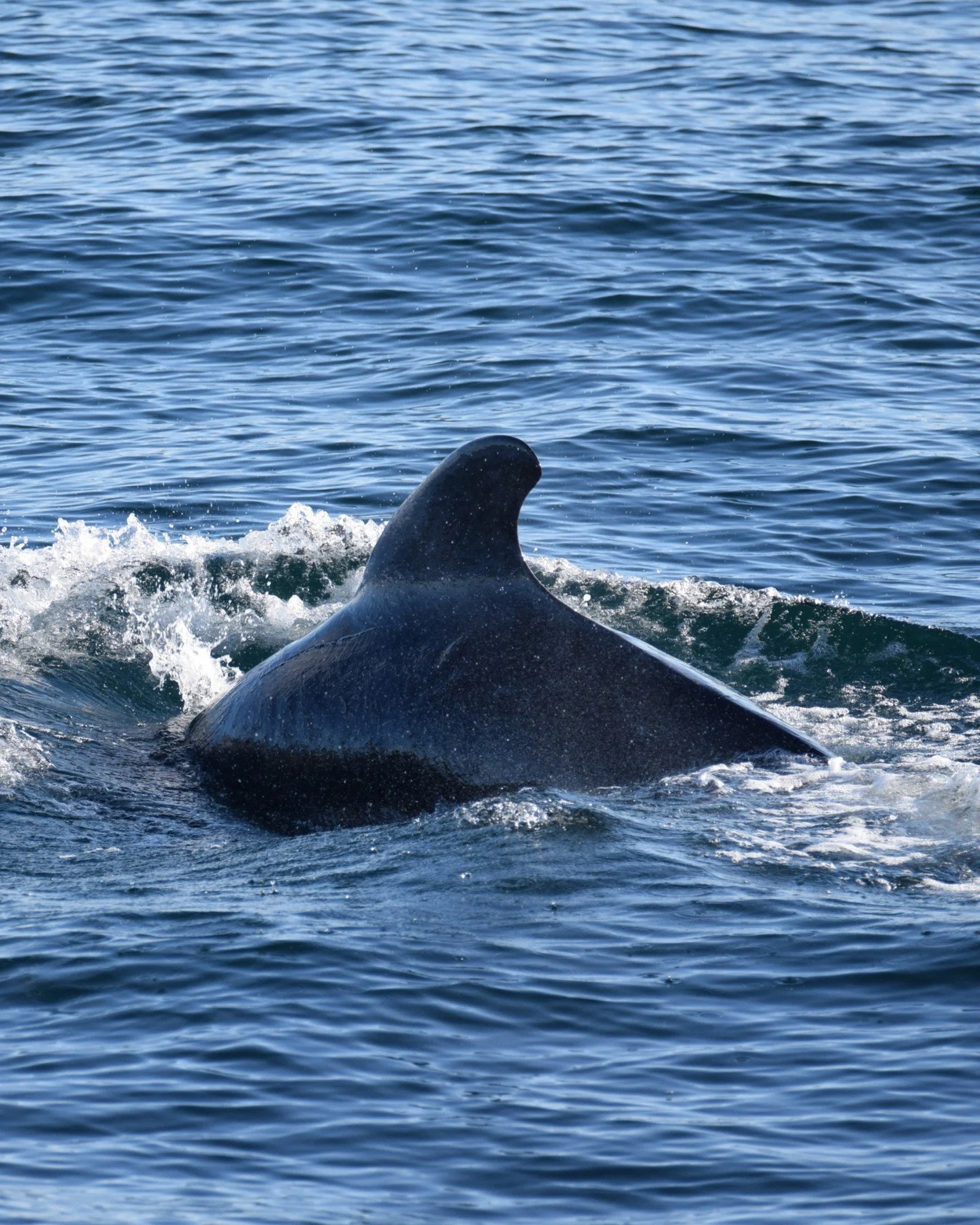 Have you ever seen Pilot whales this close? 
Now you have!

&bull;
&bull;
&bull;
#whalewatchinghusavik #getoutthere #discovericeland #familytravel #photography #adventure #naturephotography #wildlifephotography #drone #travel #holiday #summer #marine