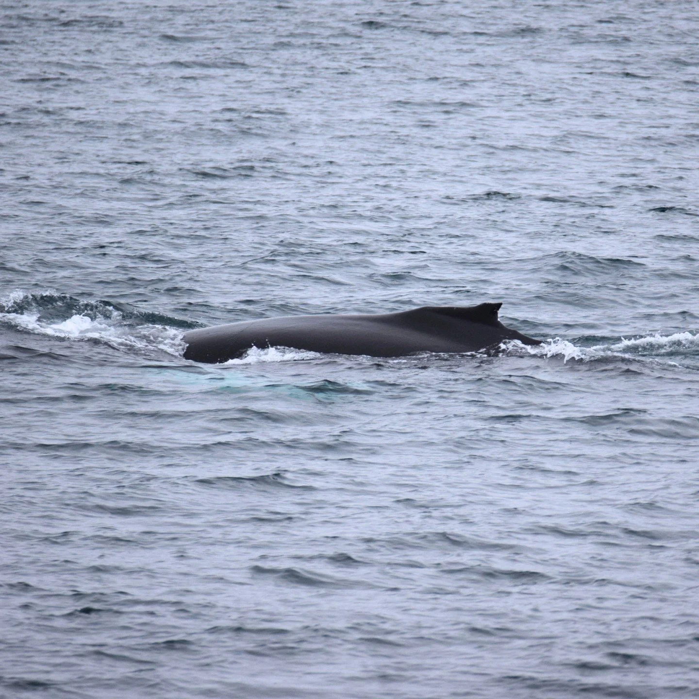 Even though the days are getting shorter, the sightings are still incredible 🐋✨Humpback whales continue to show up in Skjálfandi Bay every day lately with occasional surprise close encounters.
This time of year is special, softer light, quie