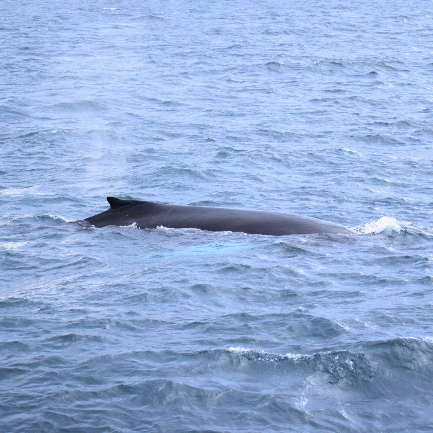 These pictures were taken on one of our recent tours! Humpback whales surfacing all around the boats- calm, curious, and completely in control of the encounters. When whales choose to come this close, it’s always on their terms… and alwa