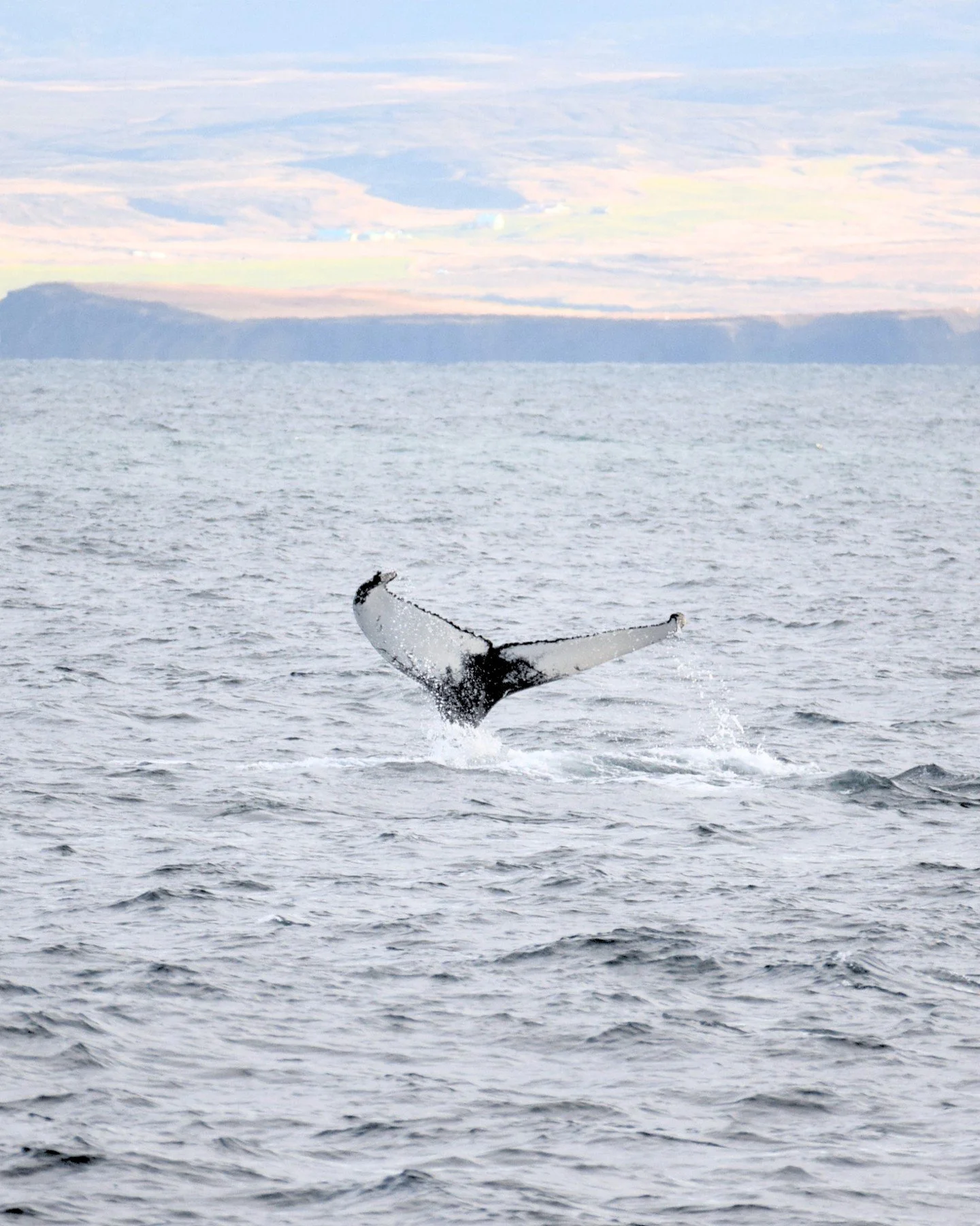 Highlights of autumn 🍂 This time of year paints Skjálfandi Bay in soft colors and every dive never looks the same twice🐋 We're seeing Humpback whales daily!
*
*
*
*
*
#iceland #north #arctic #ocean #humpback #humpbacks #humpbackwhale #humpb