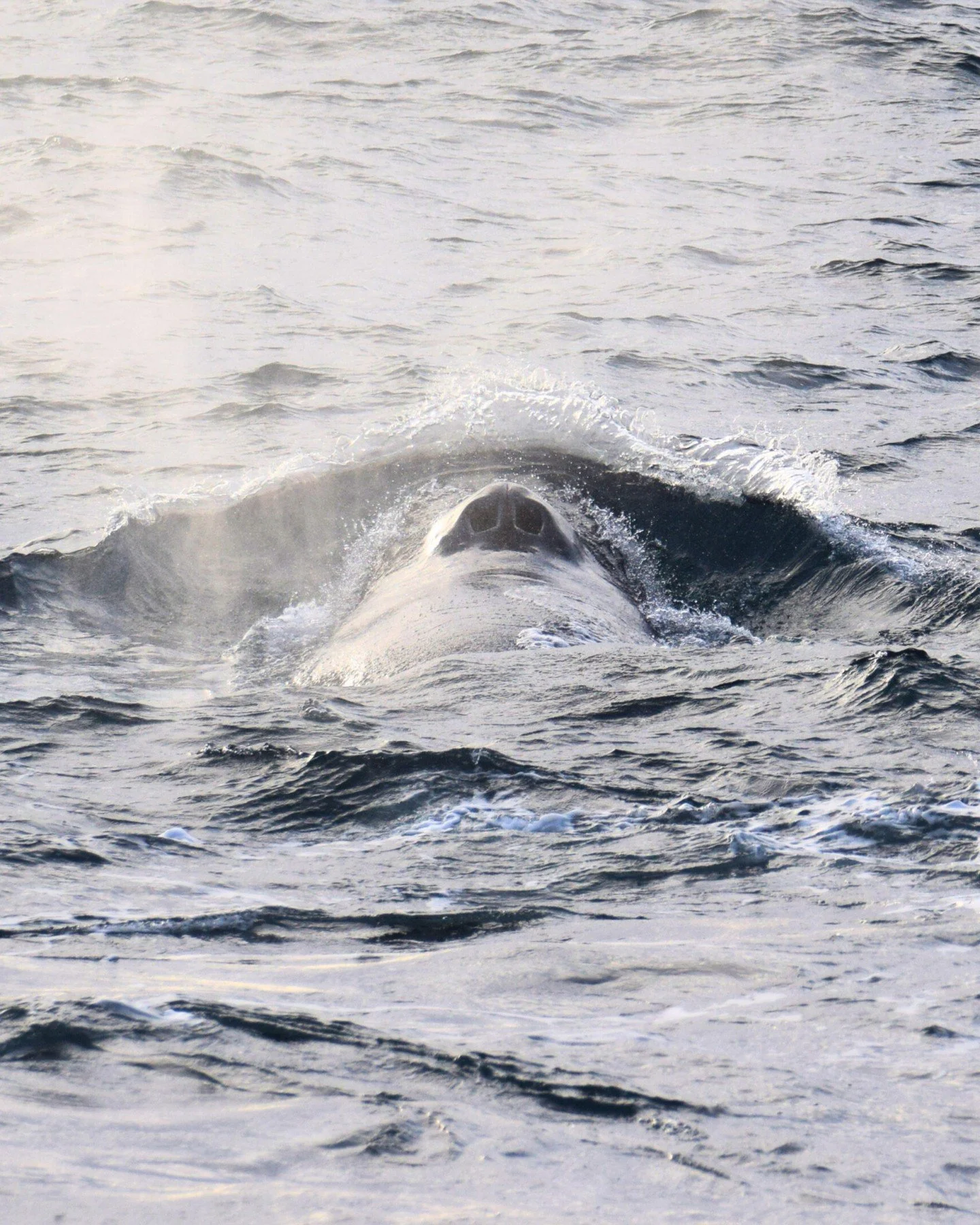 Another blow another whale, lately we’re having fantastic tours and we’re seeing Humpback whales daily! Winter arrived early this year but Humpback whales are present in Icelandic waters all year round and we are so excited for the upcomi