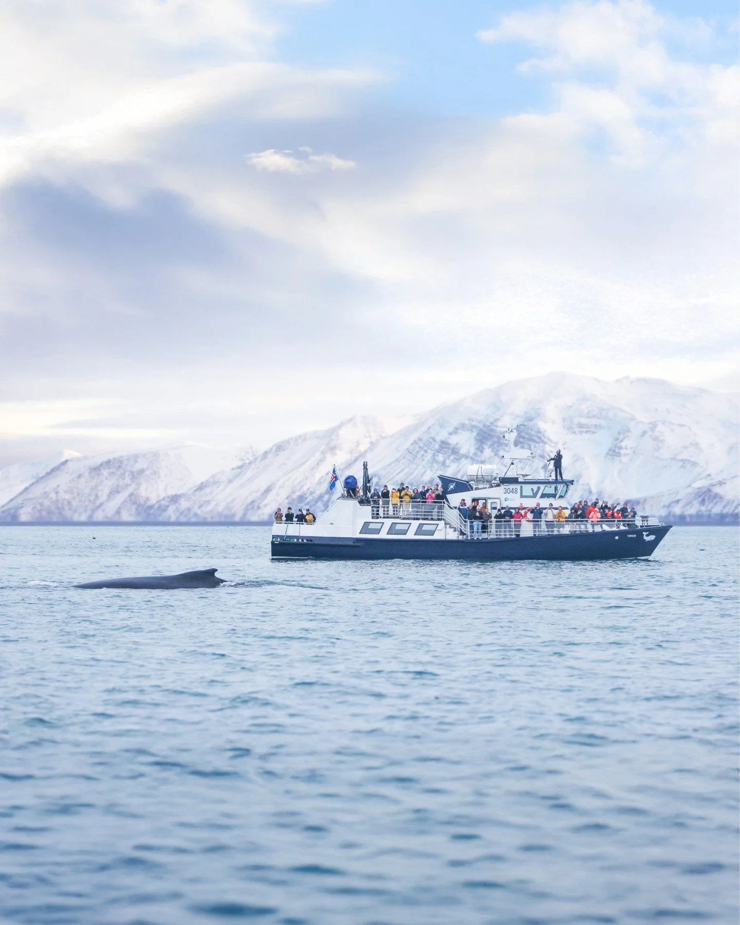 Winter in Húsavík might look quiet from the shore, but out on the bay, humpback whales are still here in Skjálfandi Bay! 
Fewer boats, softer light, and the same incredible whales. Seasons change, but Humpback whales are present