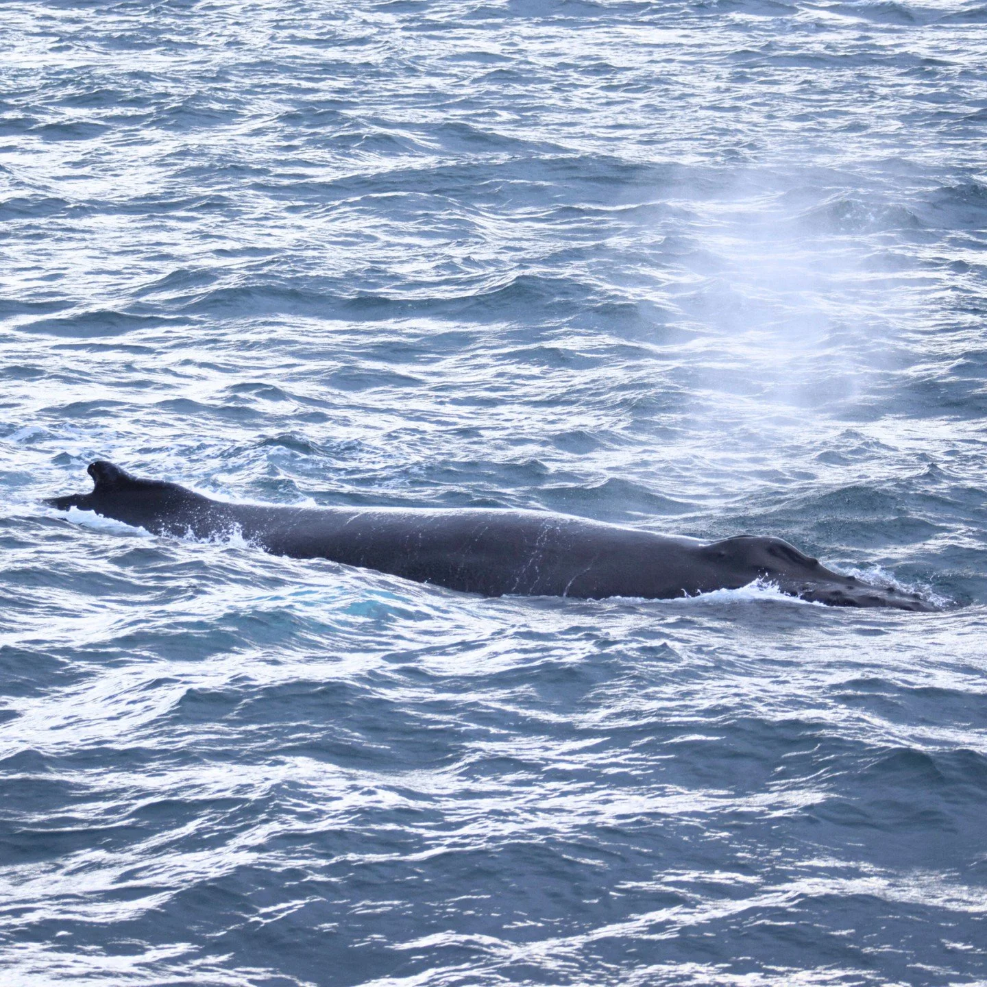 Close up from one of our recent October tours!
Lately we’re seeing plenty of Humpback whales, only yesterday we spotted 7 on our tour! 
If you’re dreaming of seeing whales it’s a great time to join the tour!
*
*
*
#iceland #north #