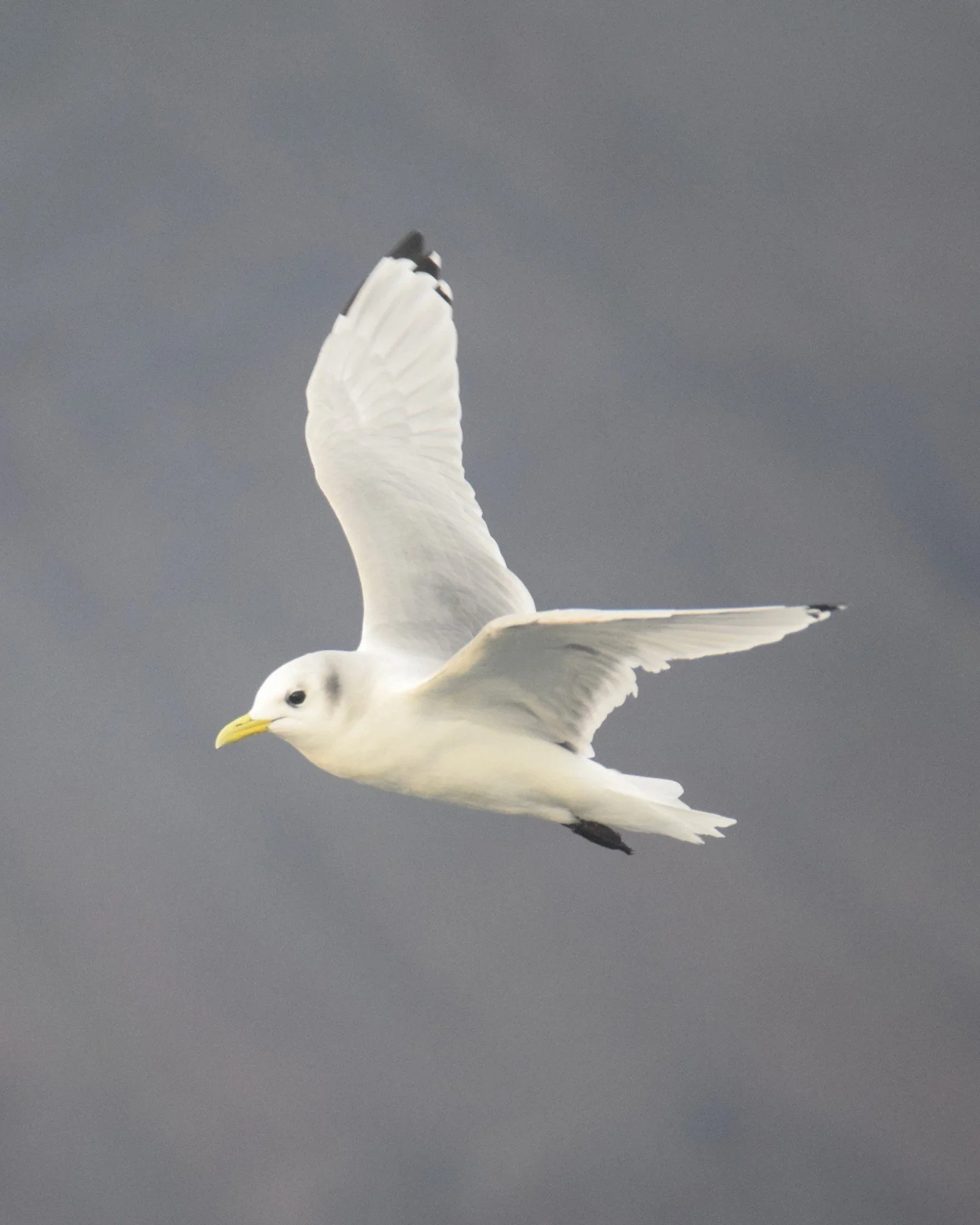 While we wait for whales to surface, there&rsquo;s always something happening above the water. That&rsquo;s Skj&aacute;lfandi Bay - wildlife everywhere you look!

Kittiwakes always look so effortless in the air - one of the most graceful seabird visi