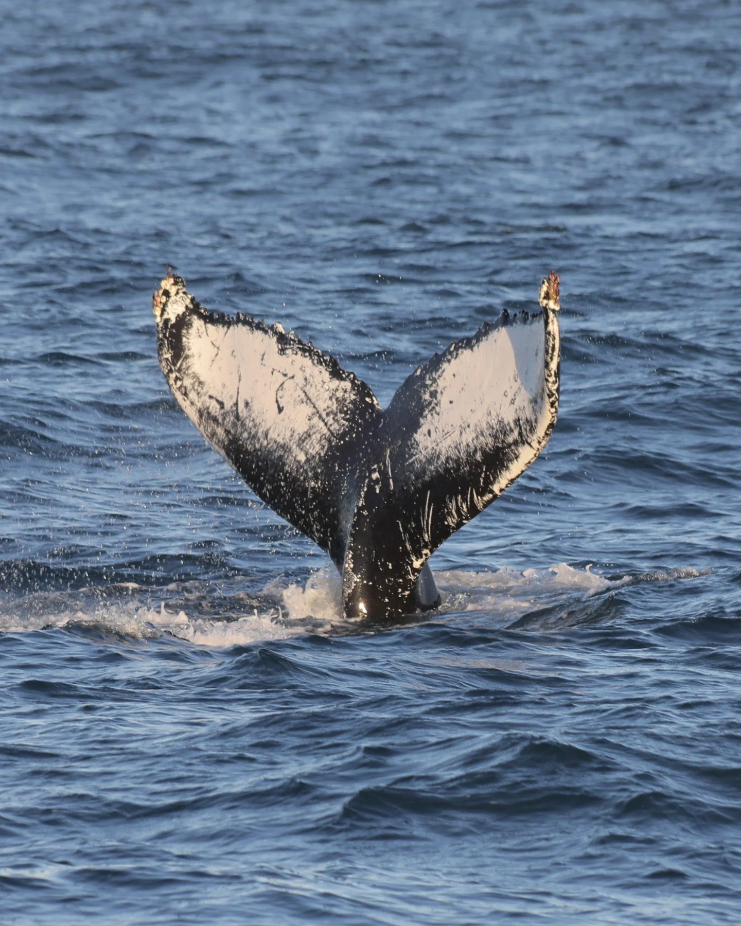 Another day and another big, beautiful humpback fluke lifting out of the water - November tours are purely amazing 🐋✨

*
*
*
#iceland #north #arctic #ocean #humpback #humpbacks #humpbackwhale #humpbackwhales #whalephotography #wildlife #nature #icel