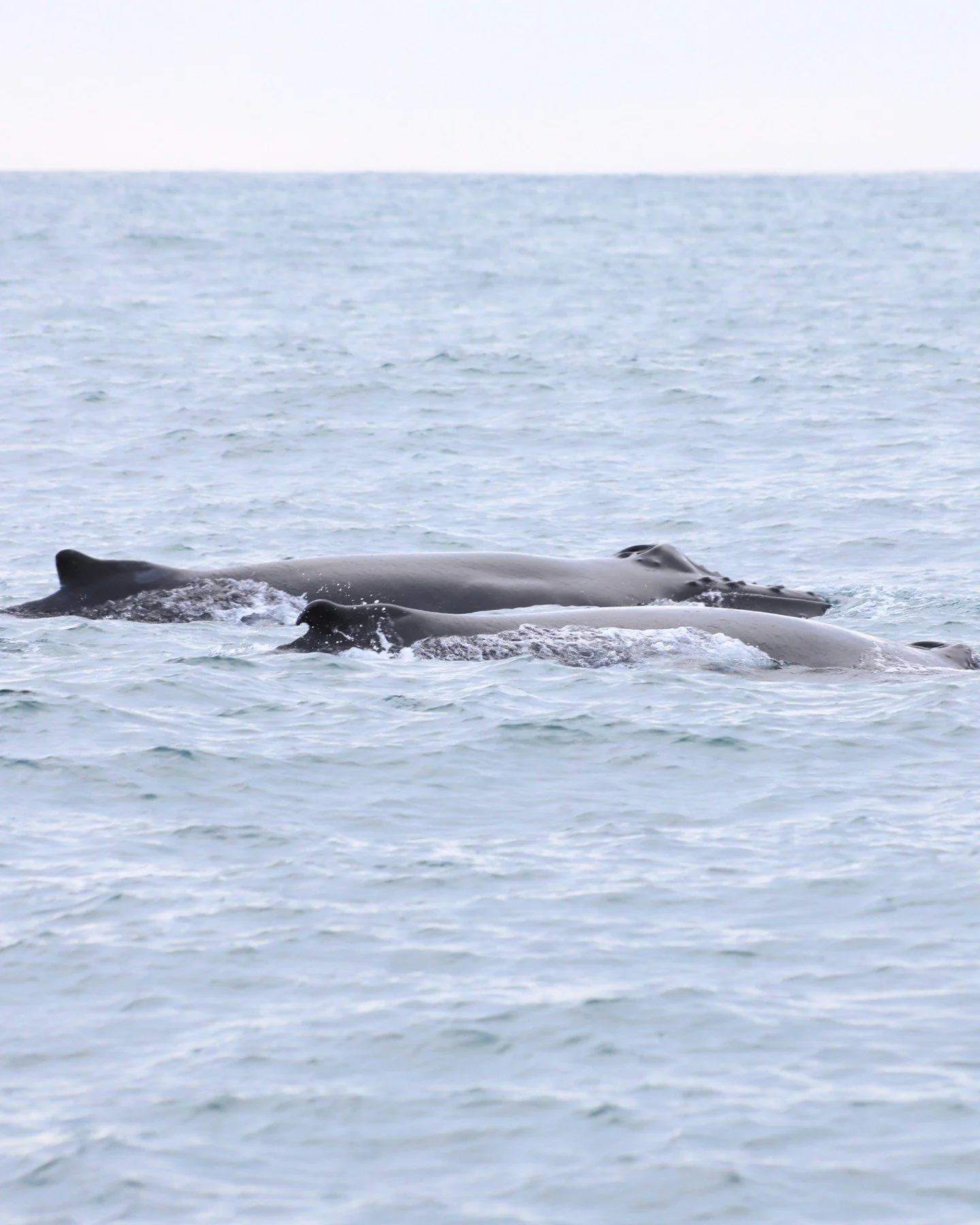 What&rsquo;s better than seeing a whale?
Seeing lots of whales! 🐋🐋🐋
Yesterday&rsquo;s tour brought us 8 humpback whales in the bay - surfacing, diving, and feeding all around us. November is simply incredible!

📷 @hermaneknaceste 

*
*
*
*
*
#ice