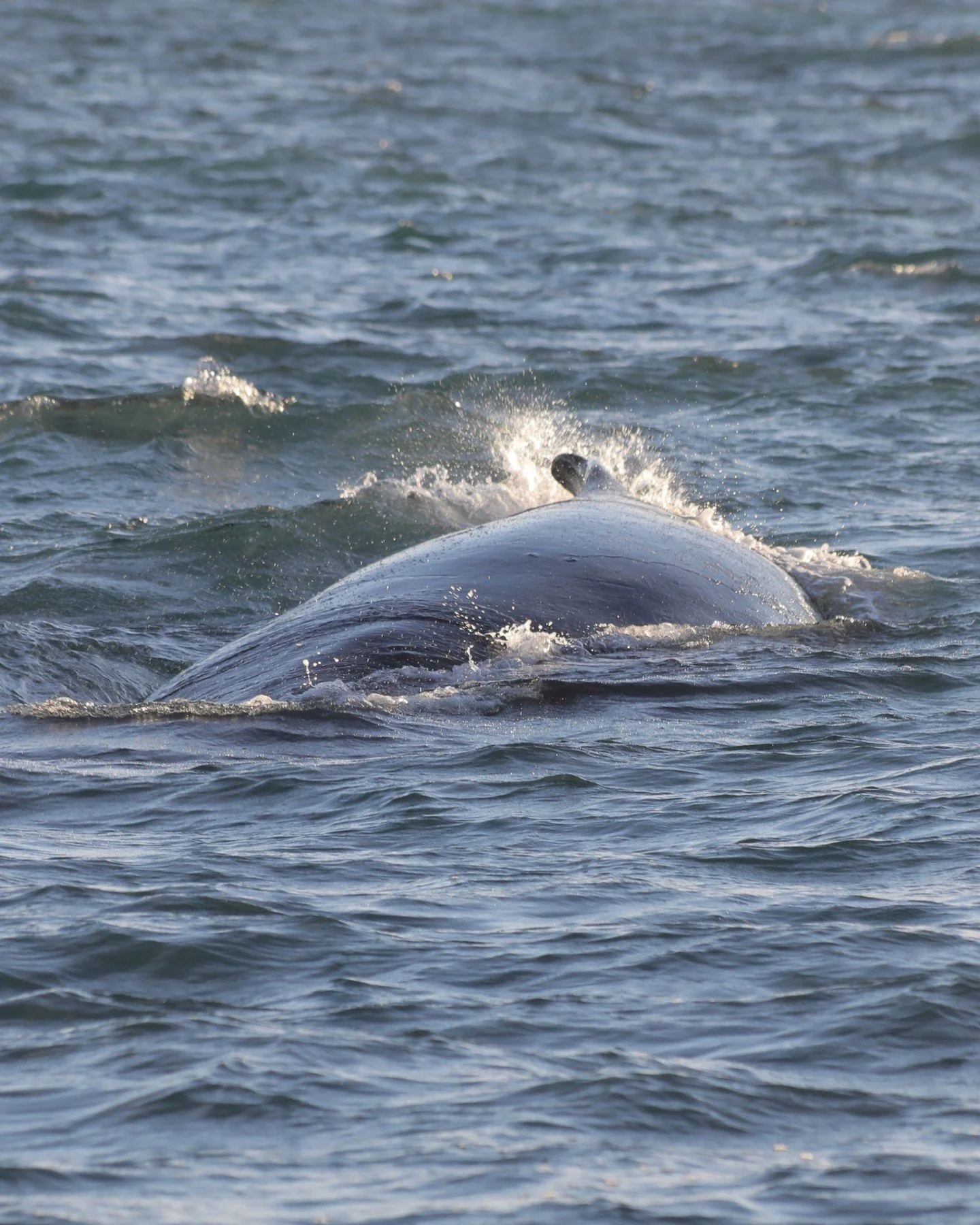 Rapid motion in the water, a flash of the back, and then the whale turned right beneath the surface.
This picture was taken on one of our recent tours - every moment is precious, and it truly feels like a privilege to be out here.

Blink and you miss