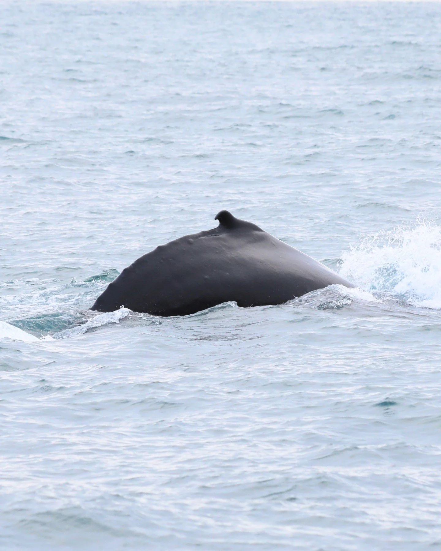 First the smooth curve of the back&hellip; then the fluke rising into the frame. Two shots you dream of getting 🐋📸 Nature&rsquo;s timing, our lucky timing. Humpbacks move fast, but moments like this let you slow down and really capture them.

*
*
*