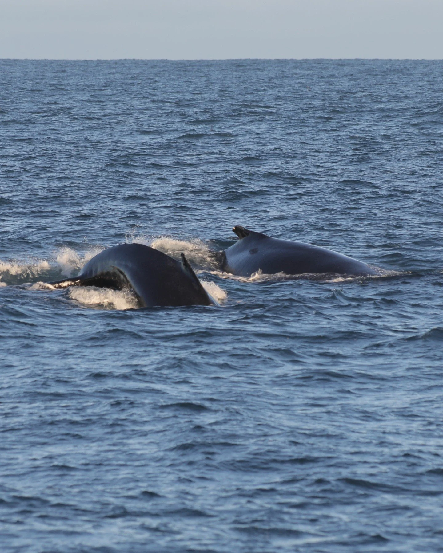Two humpback whales swimming side by side and diving together ❤️ November days in the bay, with that soft Disney-like sunlight can feel almost unreal. 
We&rsquo;re sailing daily and we still have some spots on tours in the next days! 

*
*
*
#iceland
