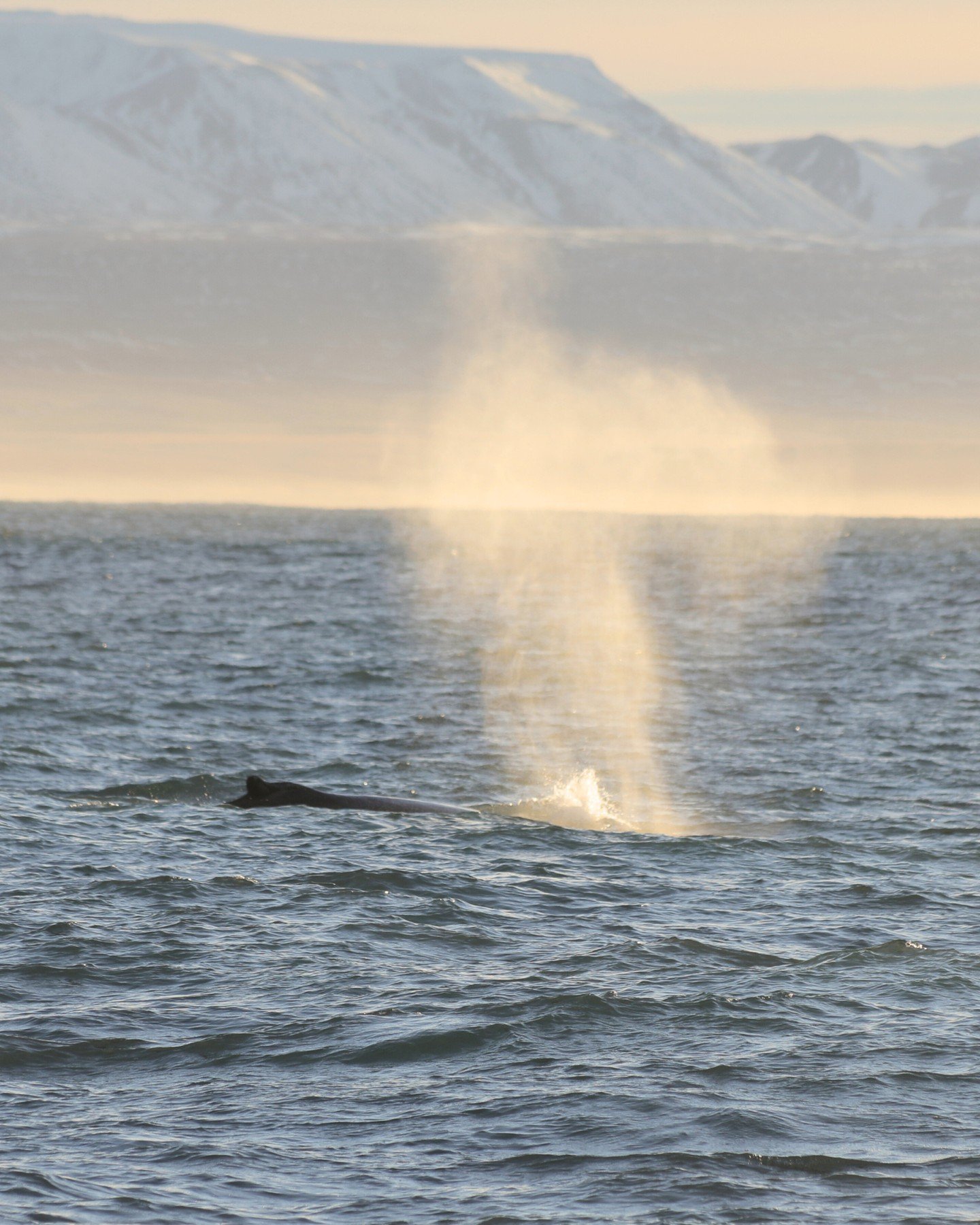 Winter gave us a little break lately, and after four days of rough winter weather, the bay finally opened its doors again - Next whale watching tour: tomorrow at 11:00!
We&acute;re looking forwards to see our whales again 🐋✨

📷 @hermaneknaceste

*
