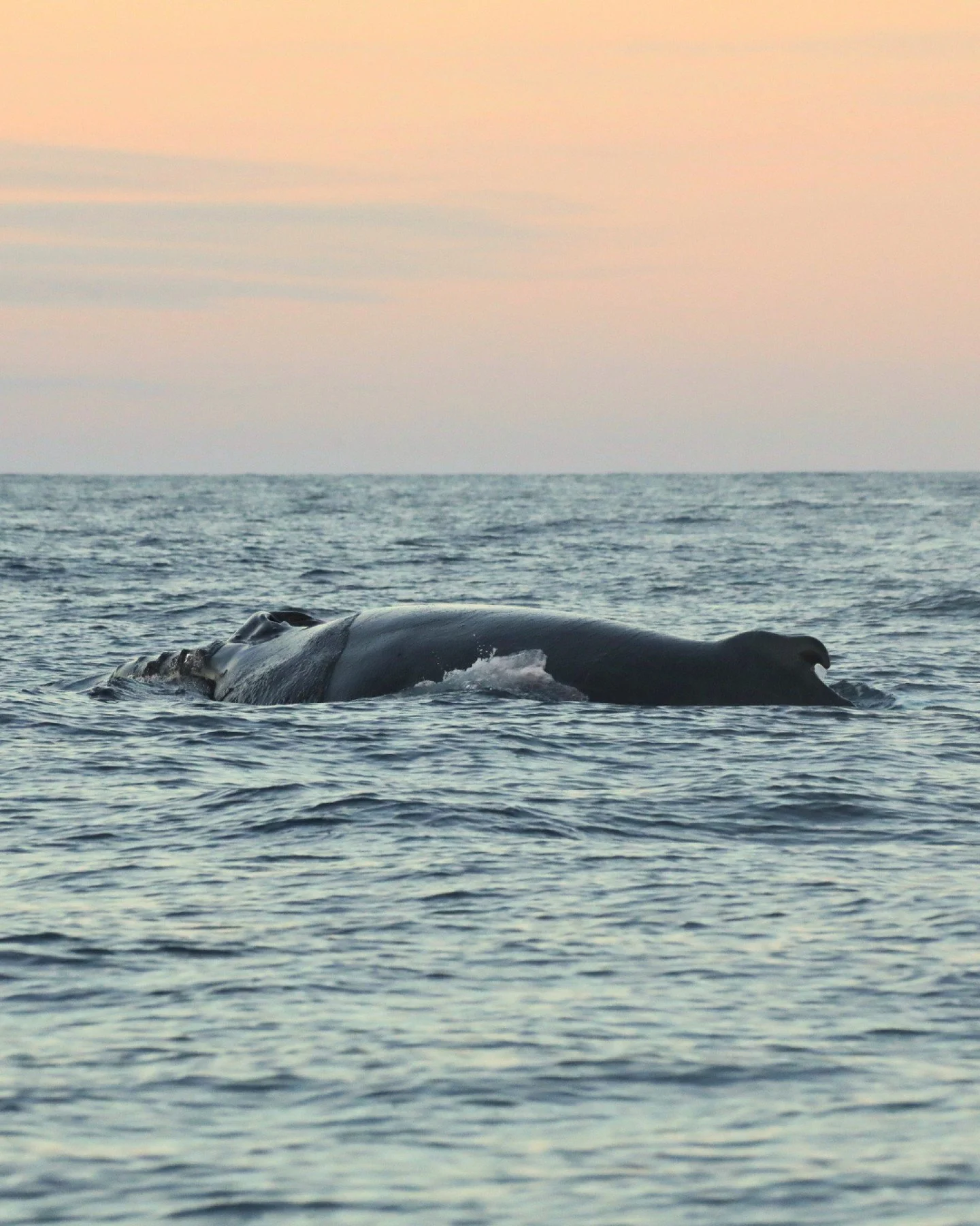 While families gather to celebrate on land, we&rsquo;re sailing through winter waters looking forward to see how the whales in Skj&aacute;lfandi Bay are spending Christmas!

Here we're sharing few more pictures taken on one of our recent tours spent 