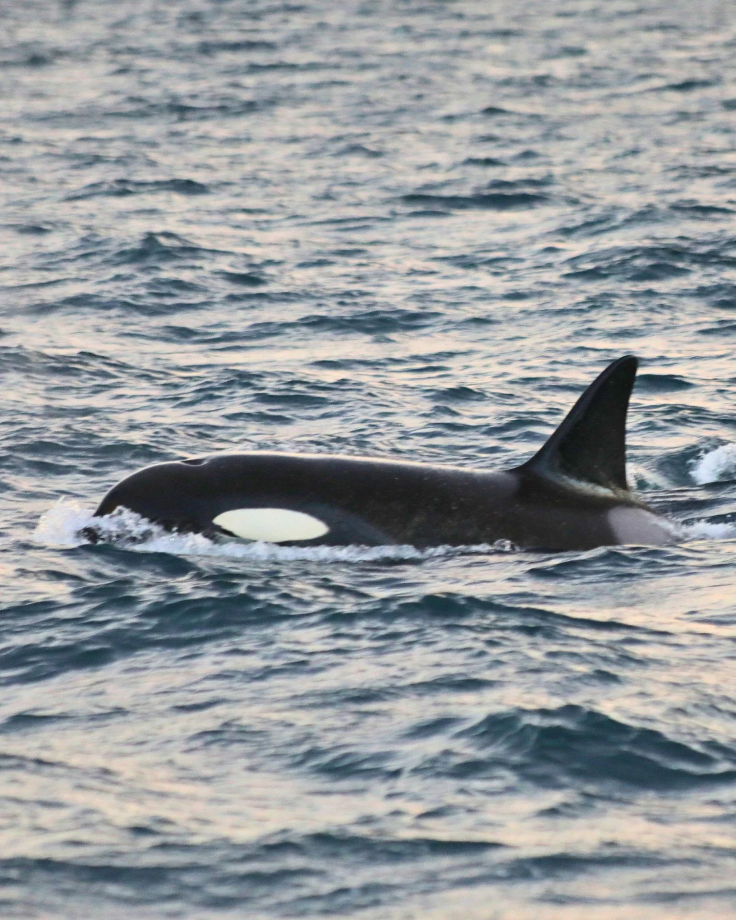 Christmas Day. Open sea. And suddenly -Orcas!🐋✨

Our first ever Christmas sailing brought us an unforgettable encounter with killer whales, including males and a calf, cruising calmly right next to the boat.

Moments like this remind us why winter w