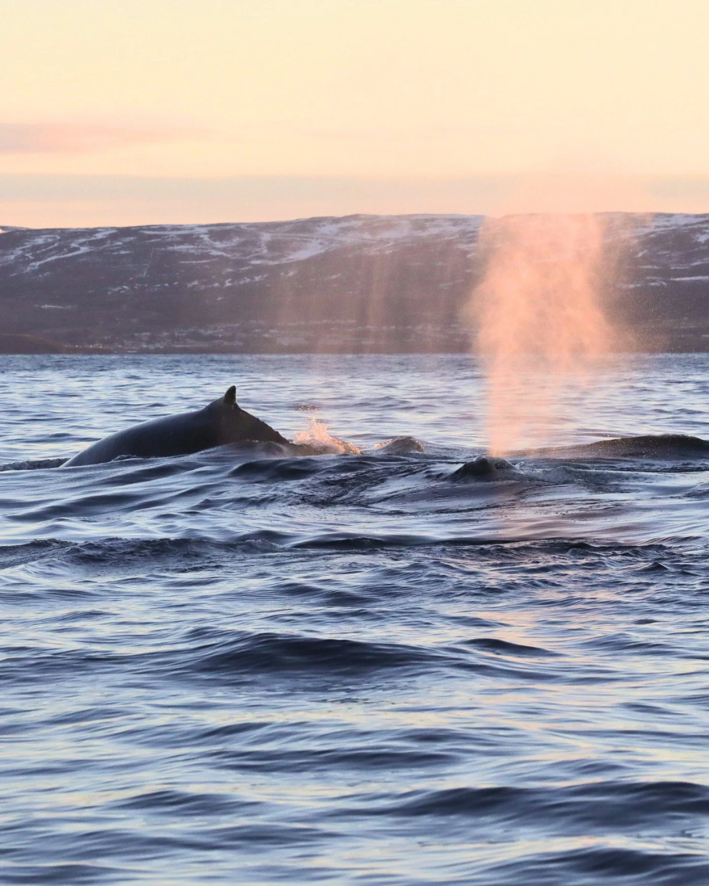 Still hesitating? Don&rsquo;t miss your chance to join us sailing today at 11:00 AM! 🐋✨
Here are a few moments captured on one of our recent tours by @hermaneknaceste.

Yesterday we had to cancel due to weather - but just the day before, we were rew