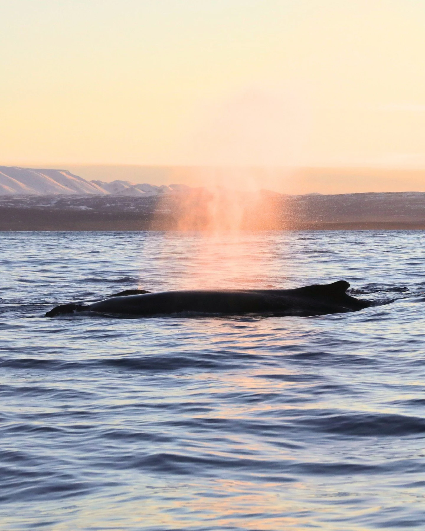 Hello 2026!
Winter continues, the boats are resting, and we&rsquo;re beginning a new year by sharing some memories, here - one of our December tours - sunrise with several humpback whales around the boat. Humpback whales are often seen traveling or f