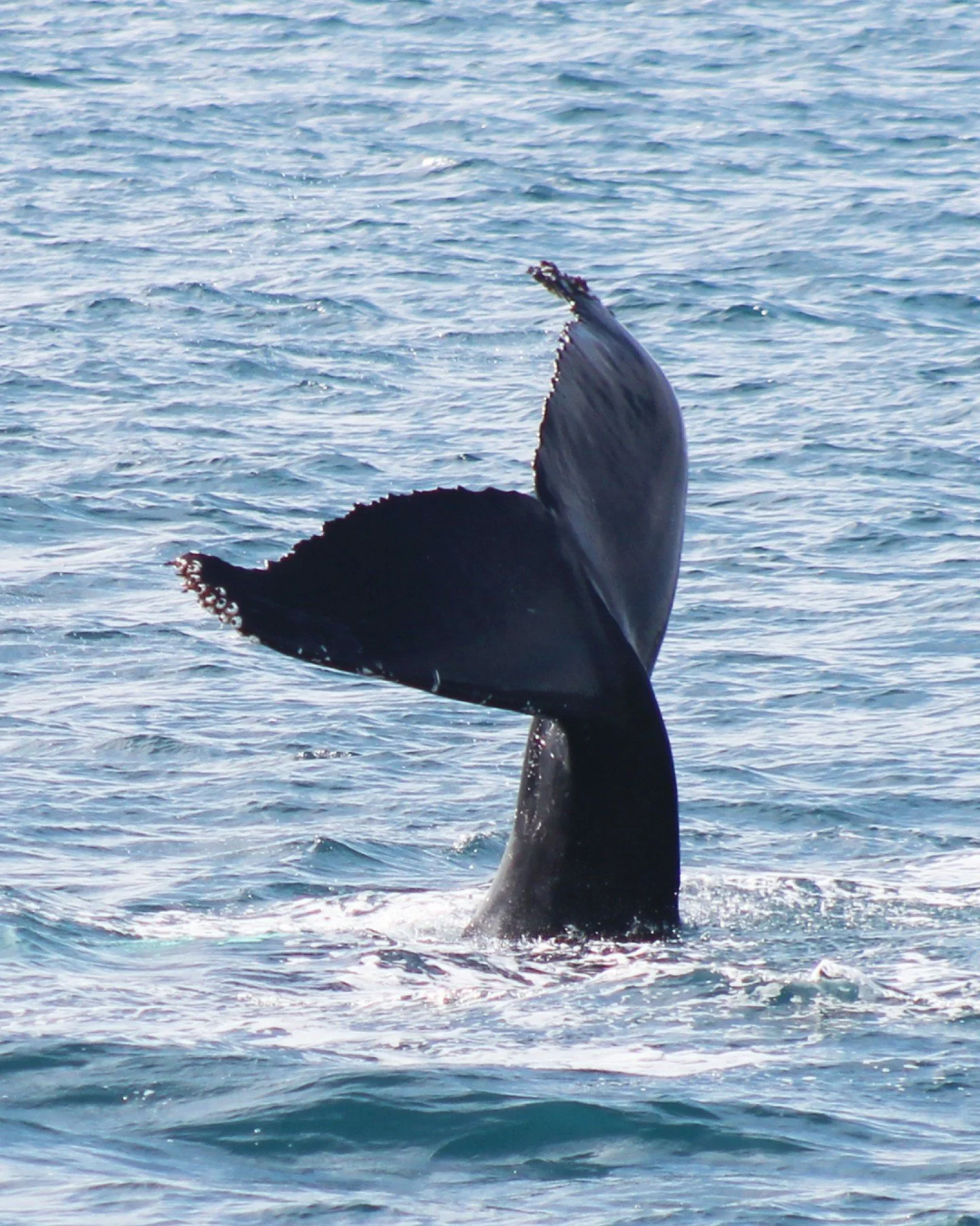 A picture worth more than a thousand words.
This is not AI. Not staged - captured on one of our very first tours by Mada, our head guide.

This moment helped shape our logo and everything we stand for 🐋🐋 

Respectful, safe, and unforgettable whale 
