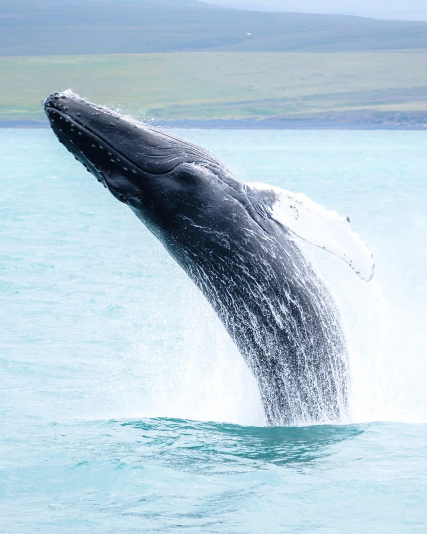 Three seconds in the air, hundreds of kilos defying gravity, and a splash that you will never forget!

This picture was taken on one of our tours last season, and it&rsquo;s one of our reminders to count the days until we&rsquo;re back on the water i
