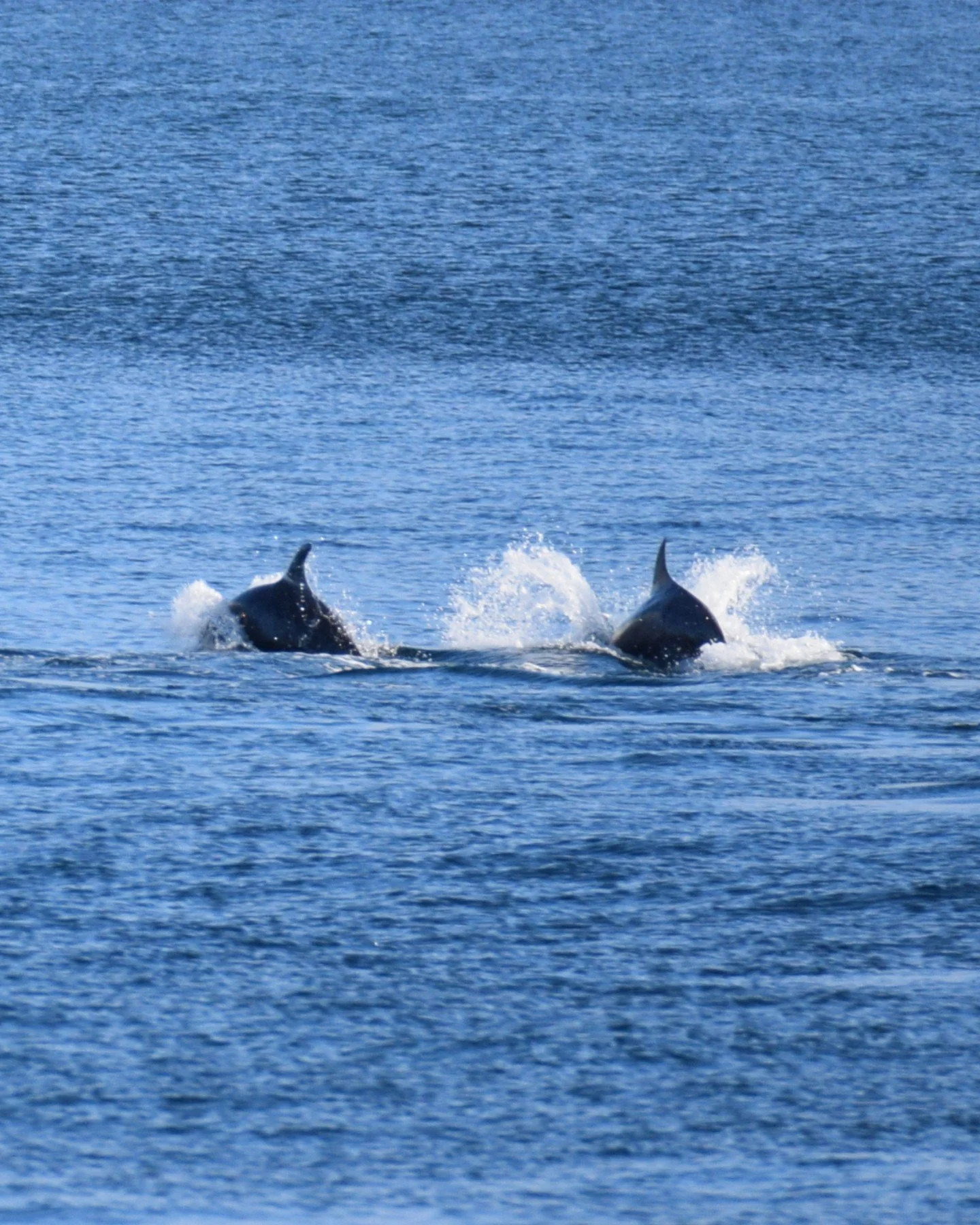 #Throwback to one of the most unexpected moments of our last season. 

At the end of September 2025, a pod of Bottlenose Dolphins appeared in Skj&aacute;lfandi Bay, and time honestly stood still.

This was the first time in history to record this spe