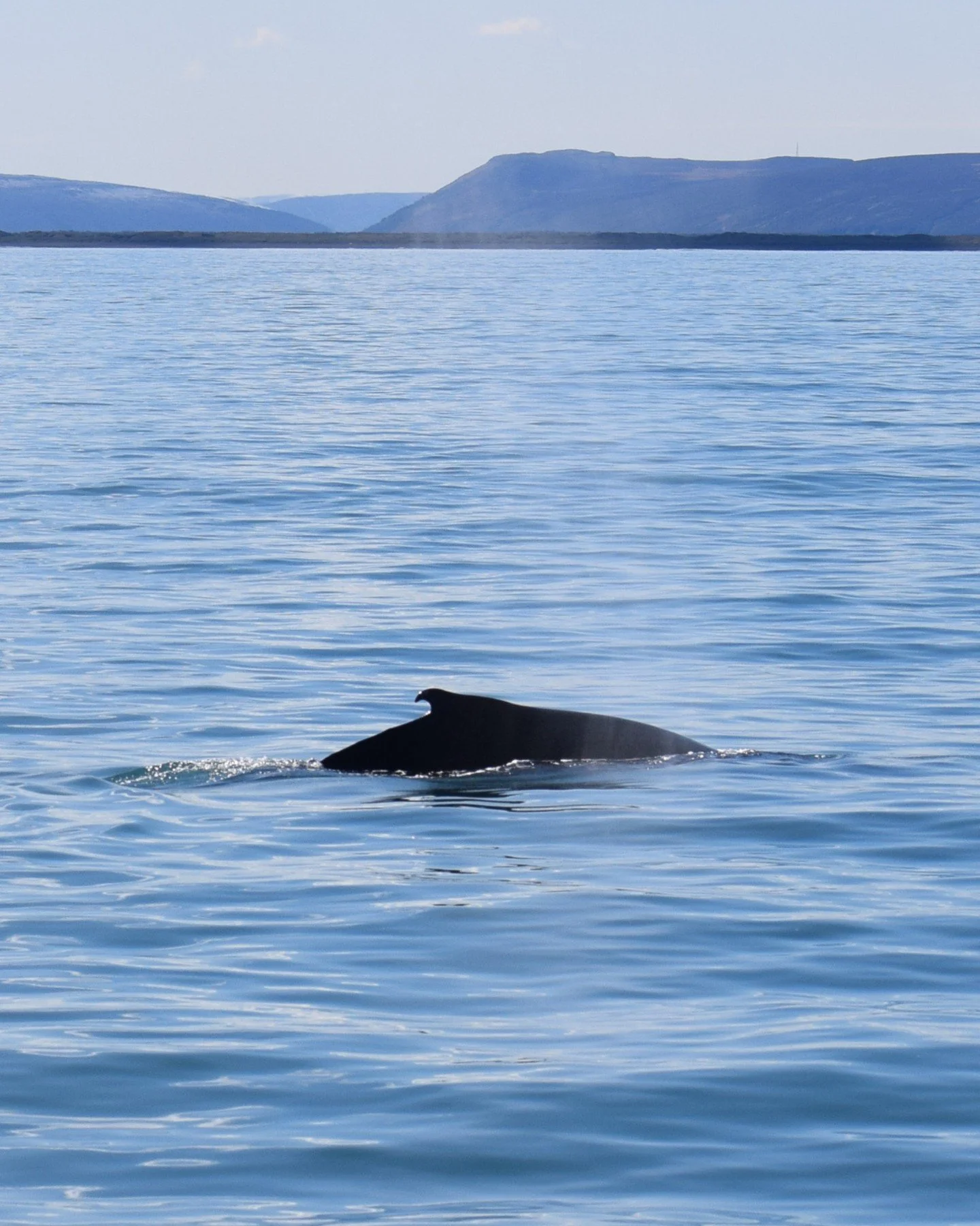 The new season is getting closer, and our small team is getting ready to return to the bay we love most. Are you also looking forward to a morning like this?

Book your future trip now: 
https://www.friendsofmobydick.is/our-tours