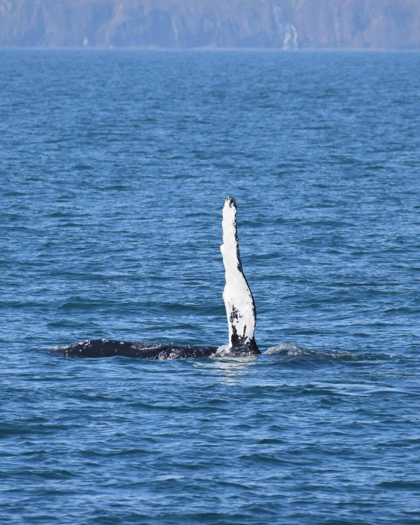 Have you ever had a whale wave at you? You might get lucky and wave back on one of our tours.

When the whales start waving, you know it&rsquo;s going to be a good day at sea. Moments like this make us even more excited to return to the water and sta