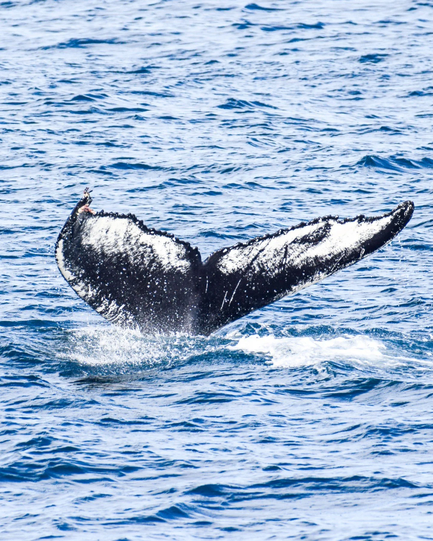 Who&rsquo;s ready to see this view from the deck with us in the upcoming season?

Every fluke (whaletail) has a pattern as unique as a fingerprint - and every encounter stays with you long after the whale disappears beneath the surface.

When they di