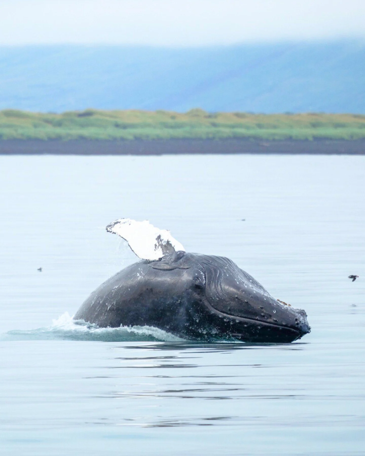 Just a few days left until we go back on the water 🐳❤️ we cannot wait!

#iceland #whalewatching #travelgoals #whale #sailing