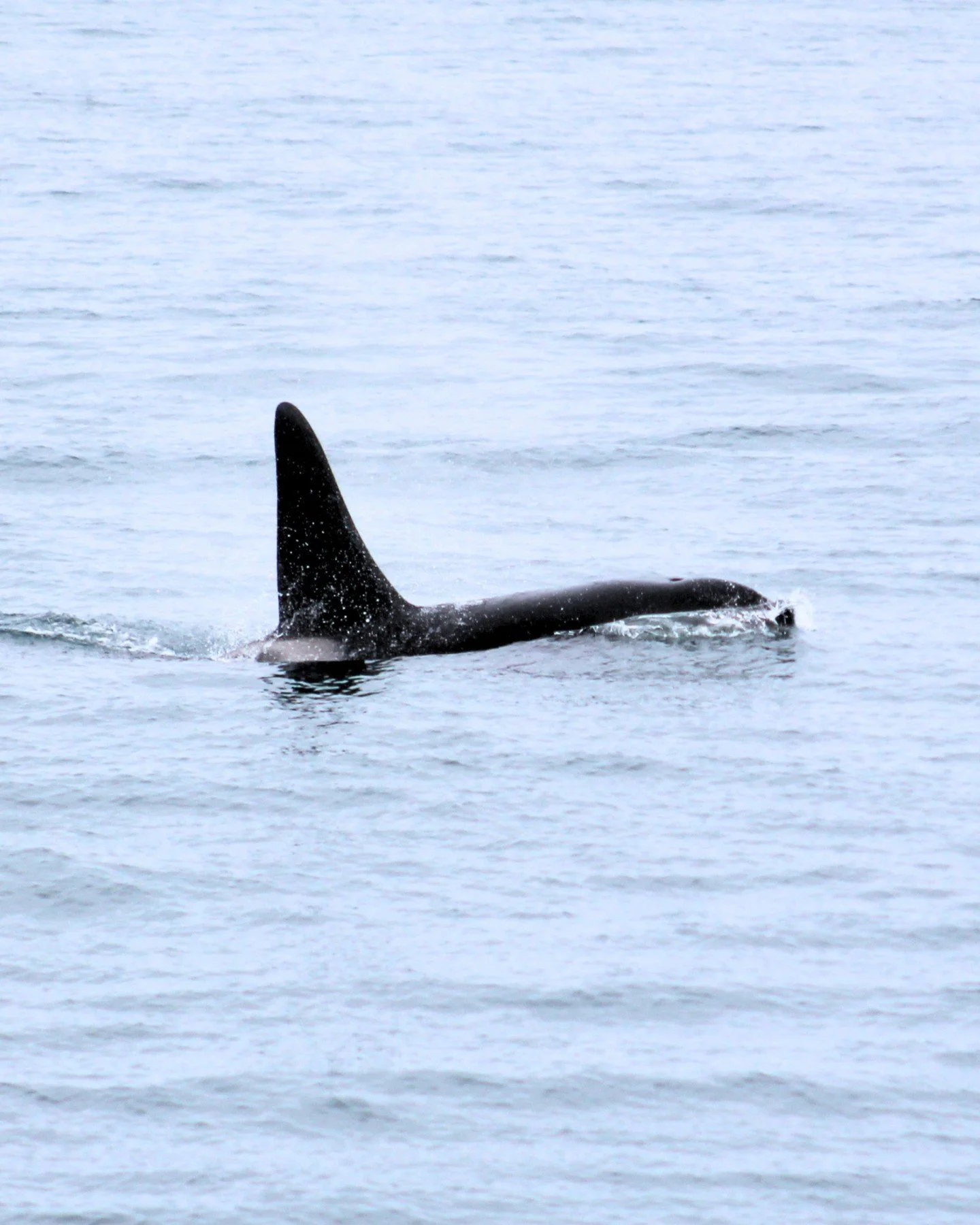 Orcas in the Bay!

..and no, this time there is no cat, and it is not an April fools - yesterday we had an incredible encounter with Killer whales in Skj&aacute;lfandi Bay!

4 killer whales, 2 mature males, a truly rare sighting in our home waters. T