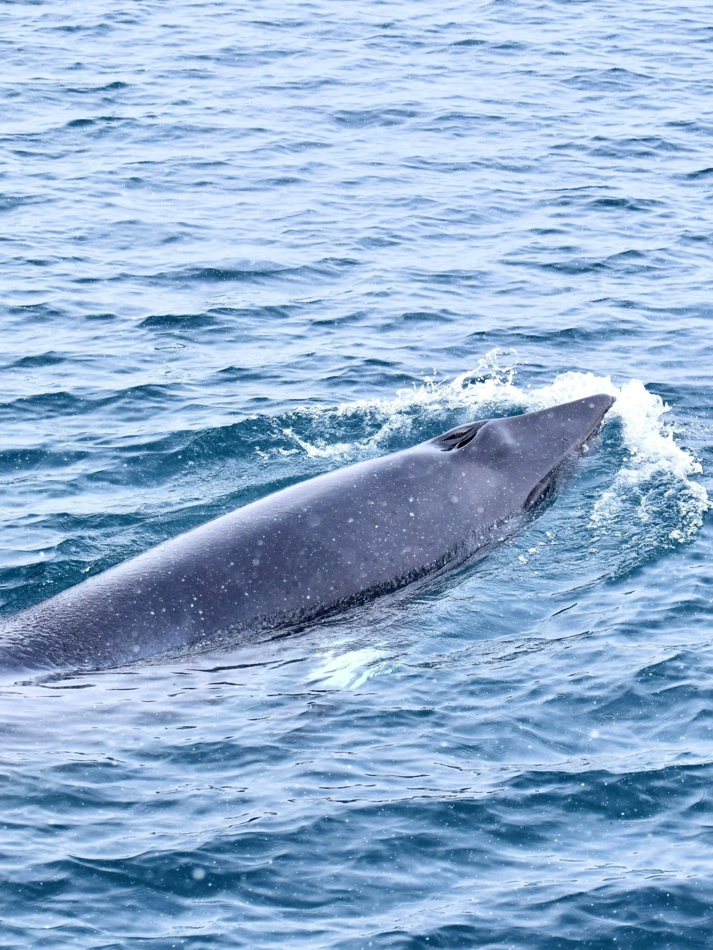 These pictures were taken on one of our recent tours in April and what you are looking at is an incredibly curious Minke whale. 

Last days have been nothing short of amazing and despite that due to challenging spring weather we sailed some of our to