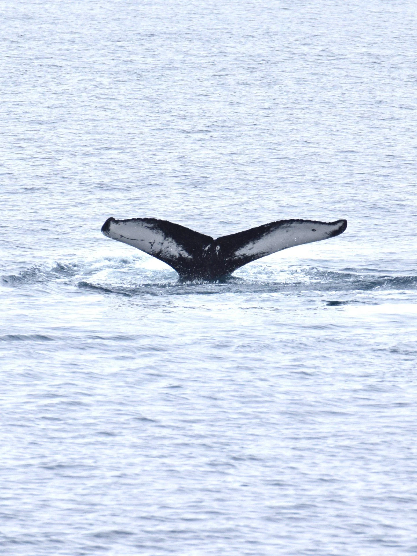 Two Humpback whales today and a lot of happy passengers! ☀️

#iceland #whalewatching #whale