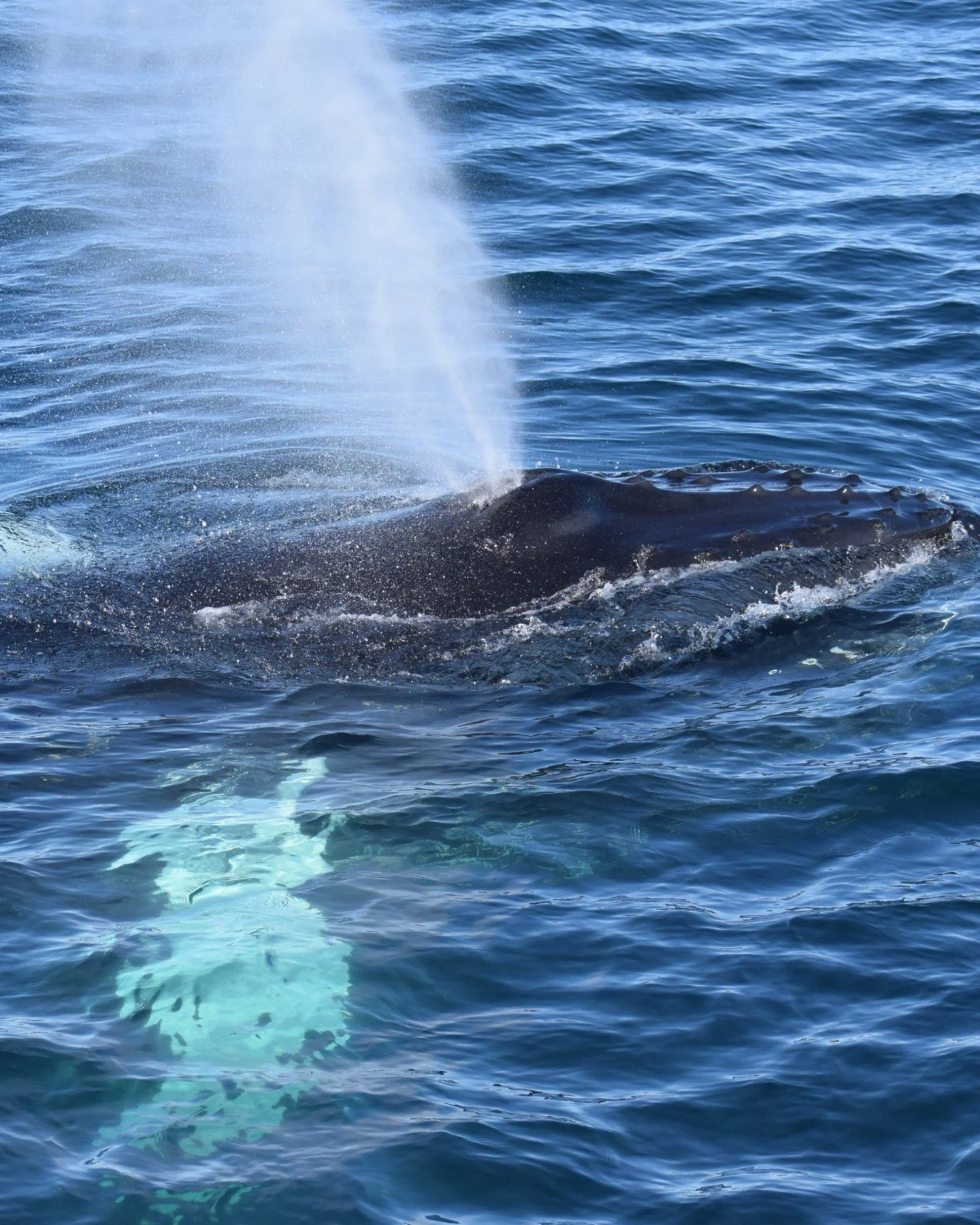 Sunny Days, little waves &amp; TWO humpback whales in Skj&aacute;lfandi Bay today!

📷@madalenabreyner

#whalewatching #iceland #nature #wildlife #whales