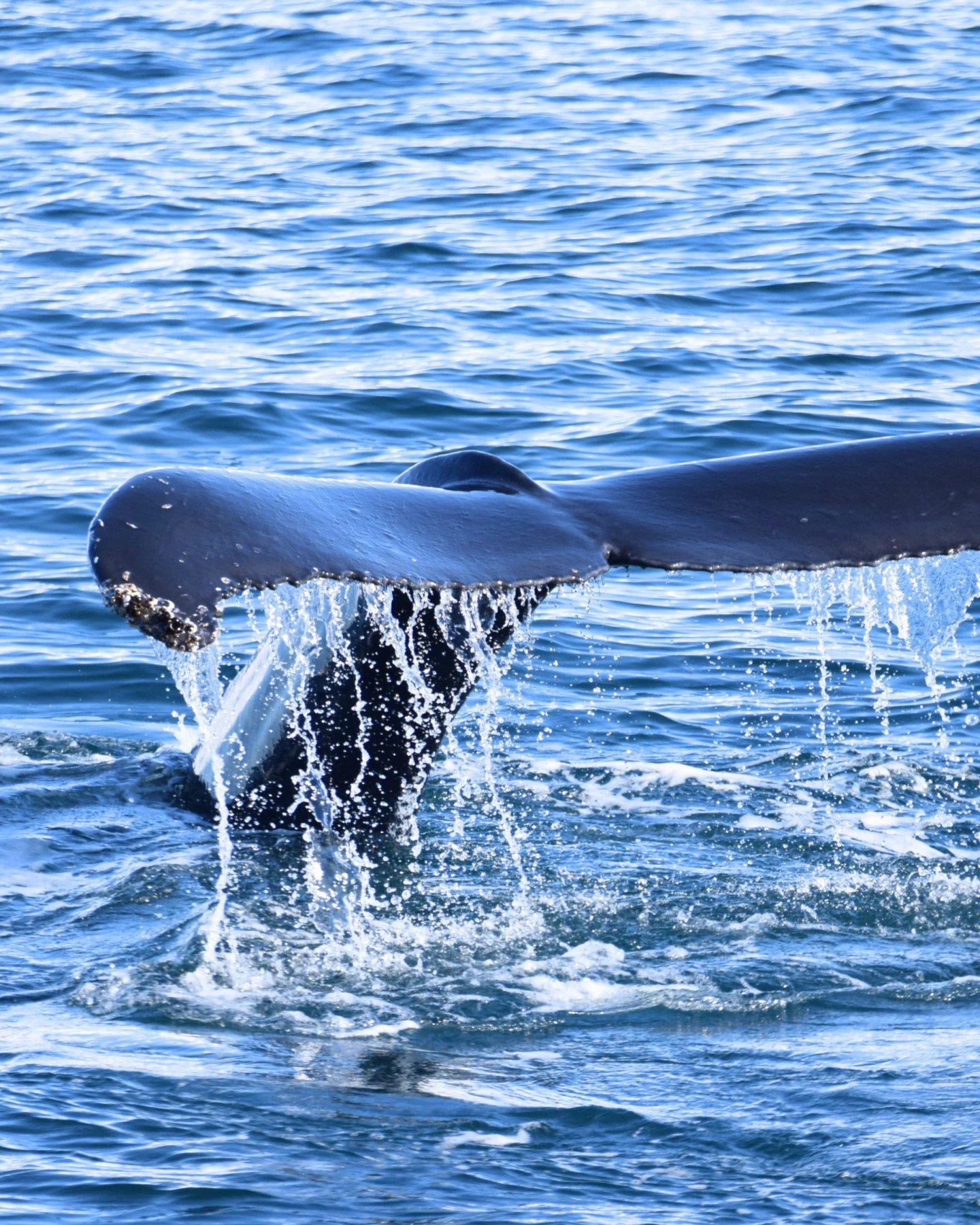 It feels like Summer is finally reaching Iceland and these beautiful pictures were taken by @madalenabreyner on one of our recent tours!

#iceland #whalewatching #whales #summer2026