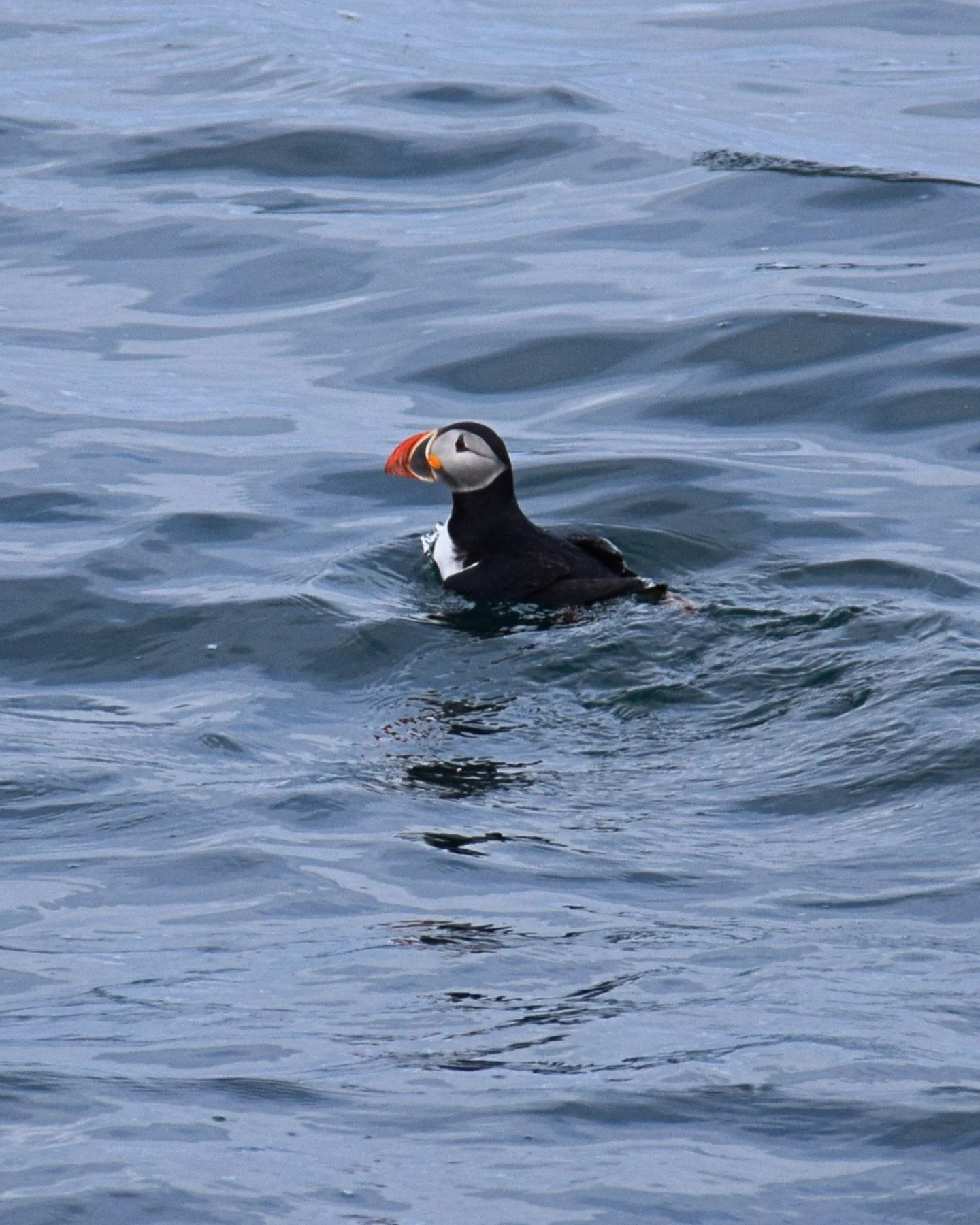 Guess who's back in the bay!
Puffins! Plenty of Puffins are already visible in the bay and we can't get enough of them on recent tours - this means that Lundey Island is back to life and we should be seeing more and more these tiny beautiful birds!


