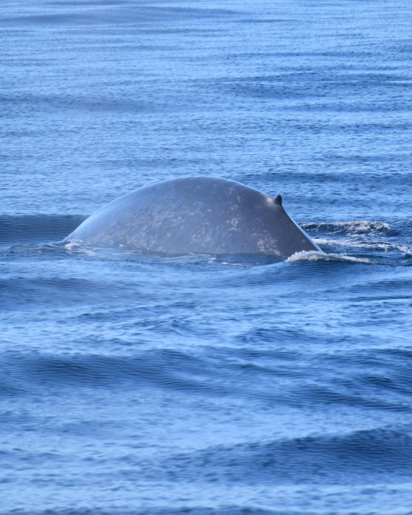 When it comes to seeing a blue whale, we often get the same question: How does it actually feel like being right next to the largest animal on Earth?

Short answer: INCREDIBLE

But what often comes as a surprise is what it&rsquo;s really like to spot