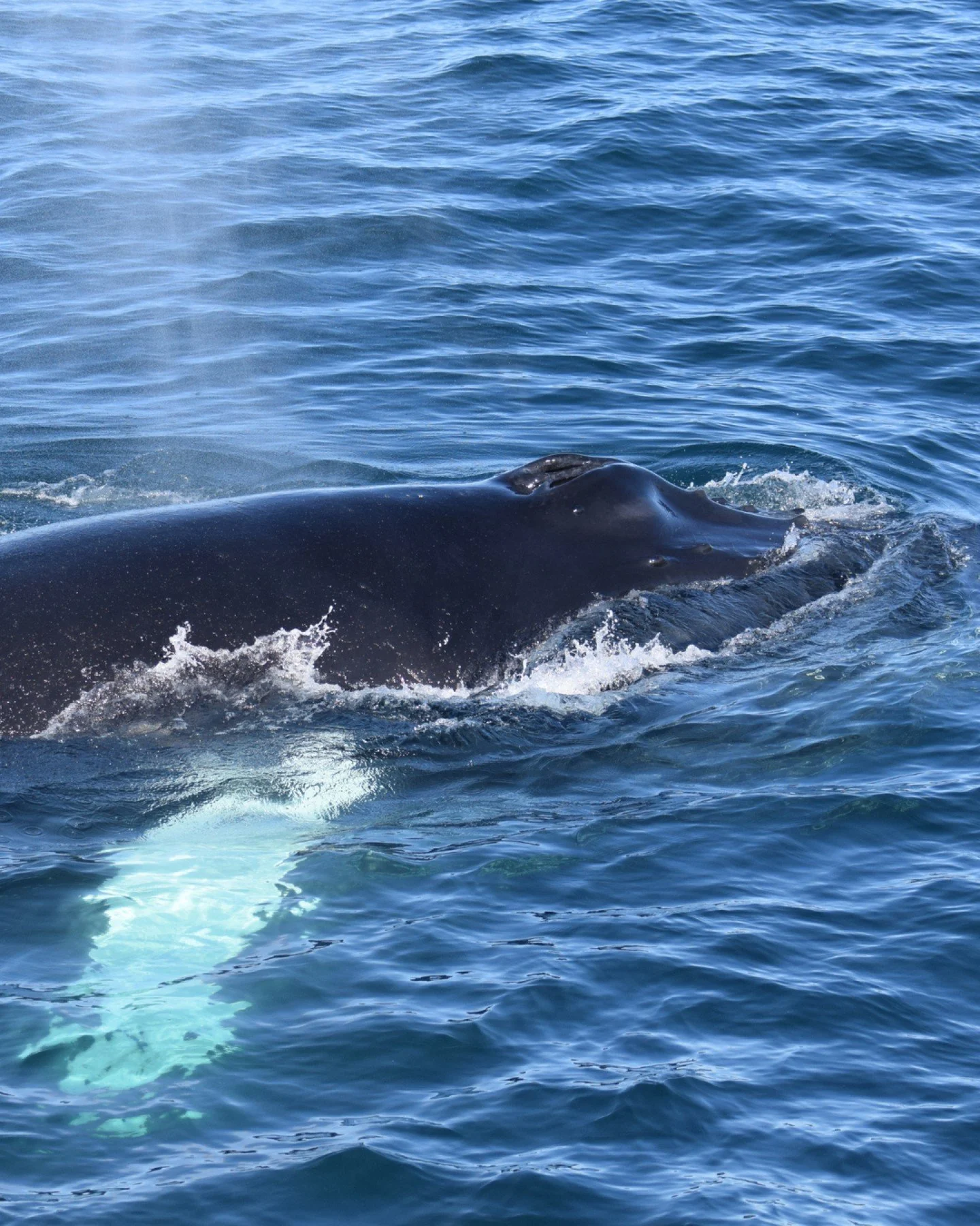 Two humpback whales on our yesterday morning tour!

In Skj&aacute;lfandi Bay, humpbacks are some of the most commonly encountered whales, but every individual behaves differently, sometimes they choose to stay nearby a little longer other times we se