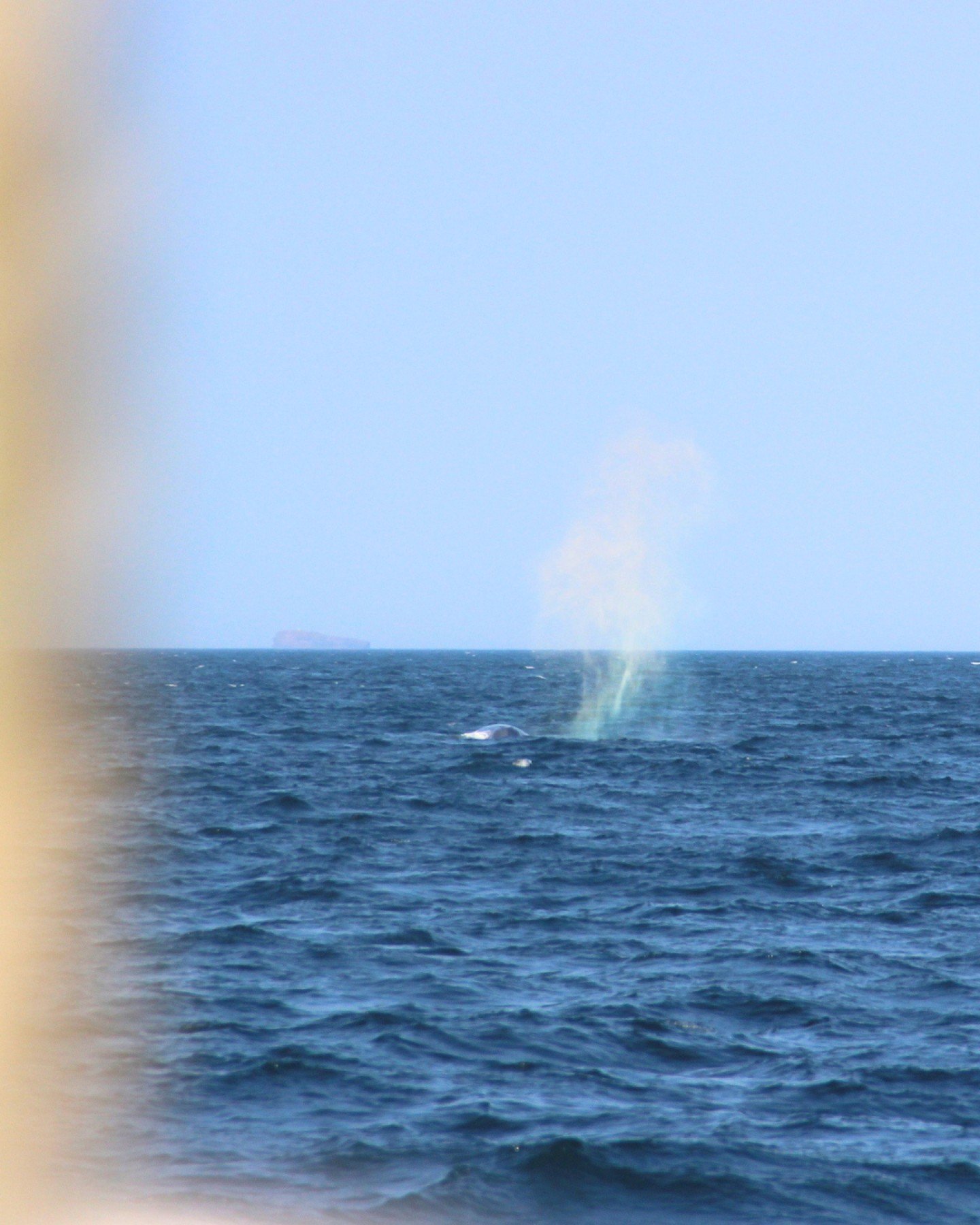 Blue whale alert, again!

Yesterday we had incredible tours with Humpback whales, dolphins and a Blue whale!

On calm days like yesterday you can spot them from a long distance, and even tho we had to sail quite far to reach the area it was absolutel