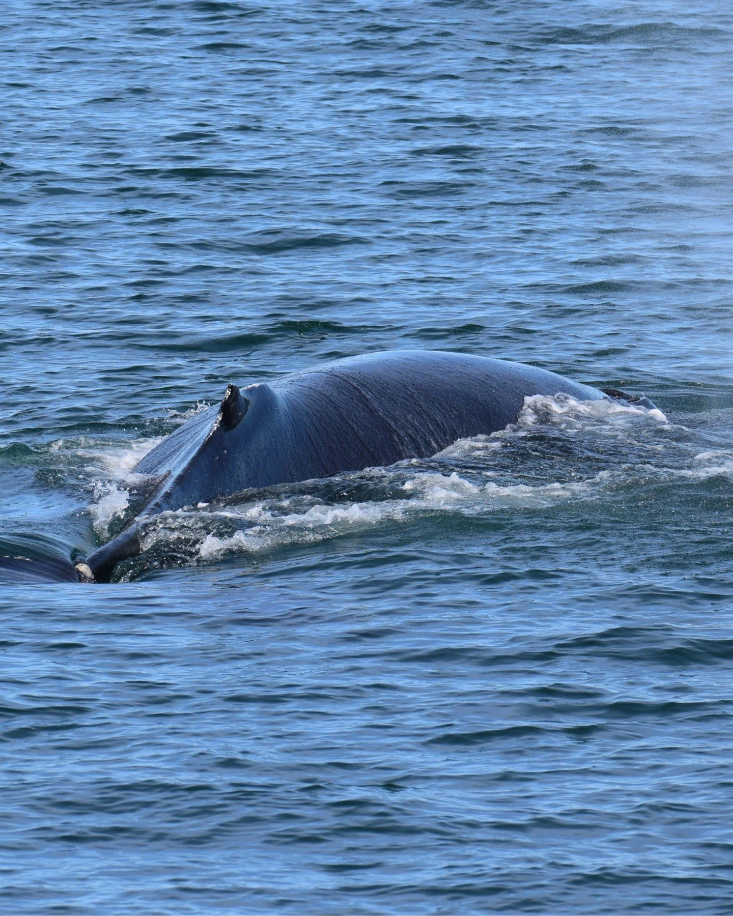 Beautiful sunny days in North of Iceland and so much wildlife! In recent days we have seen at least 6-7 individuals of Humpback whales, Northern Gannets, white-beaked dolphins, Puffins and Blue whales!  It&rsquo;s amazing time to be out there.

Few p